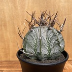 Astrophytum Crassispinum【アストロフィツム・クラシスピナム】