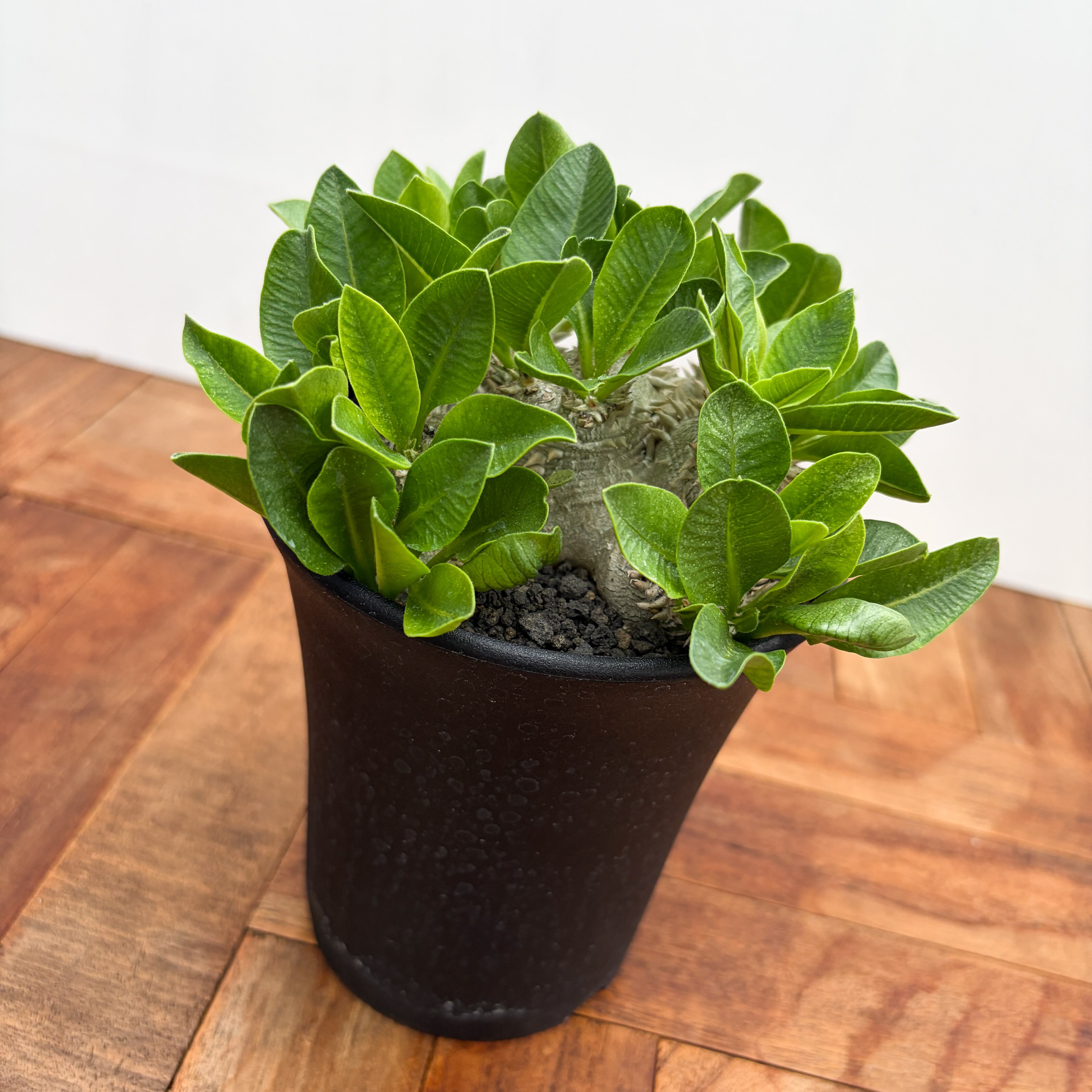 Pachypodium brevicaule【パキポディウム・ブレビカウレ】 | RIMO'S