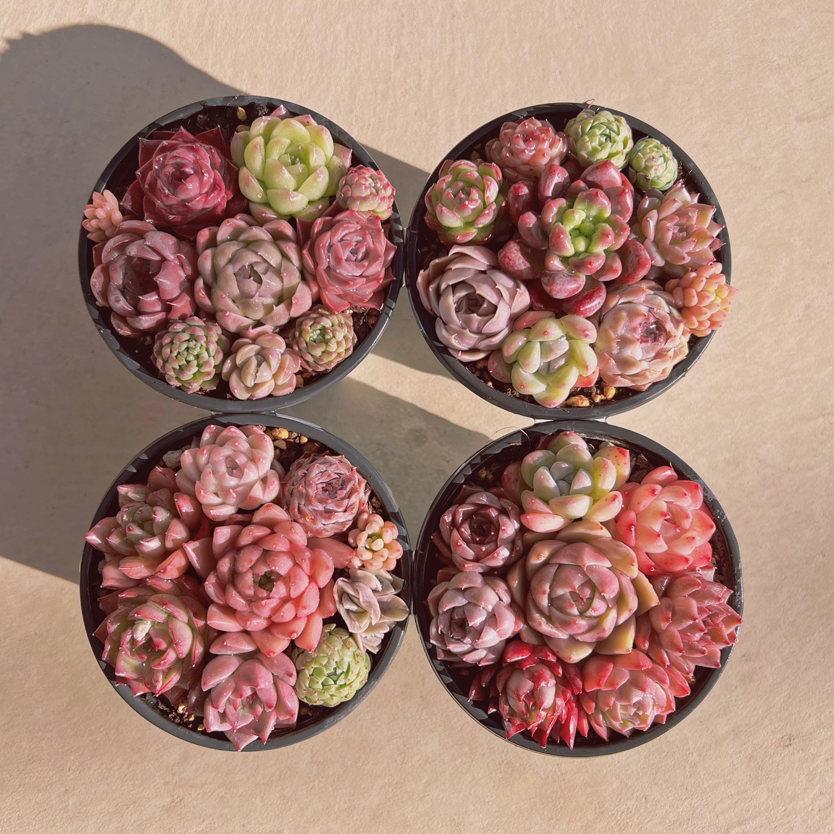 寄せ植えセット005 (1月26日base販売会)