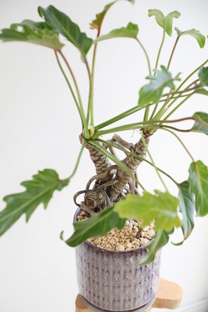 【M】フィロデンドロン オージー /Philodendron kookaburra