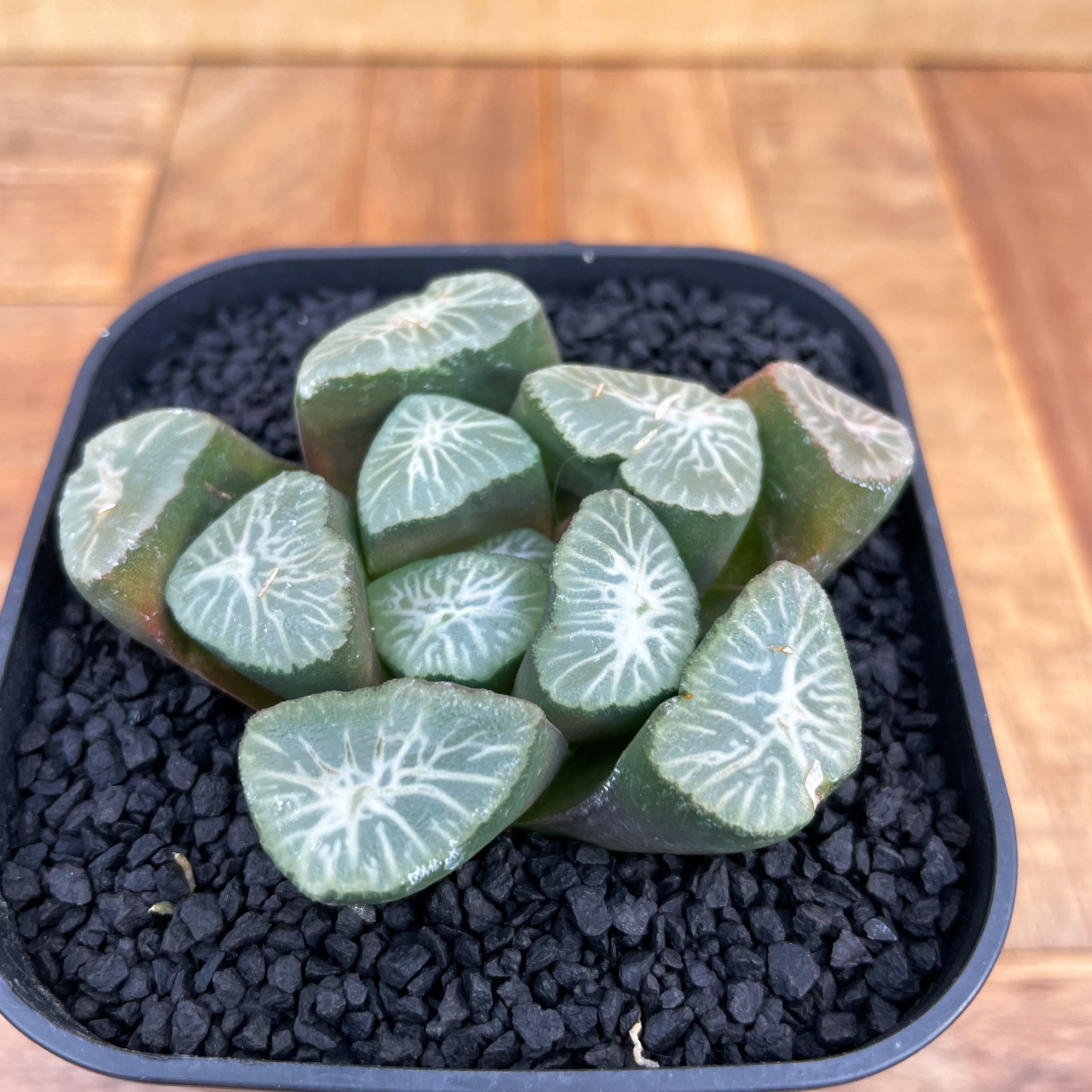 Haworthia【ハオルチア・特選万象・雪紫】 | RIMO'S GREEN 【Saboten