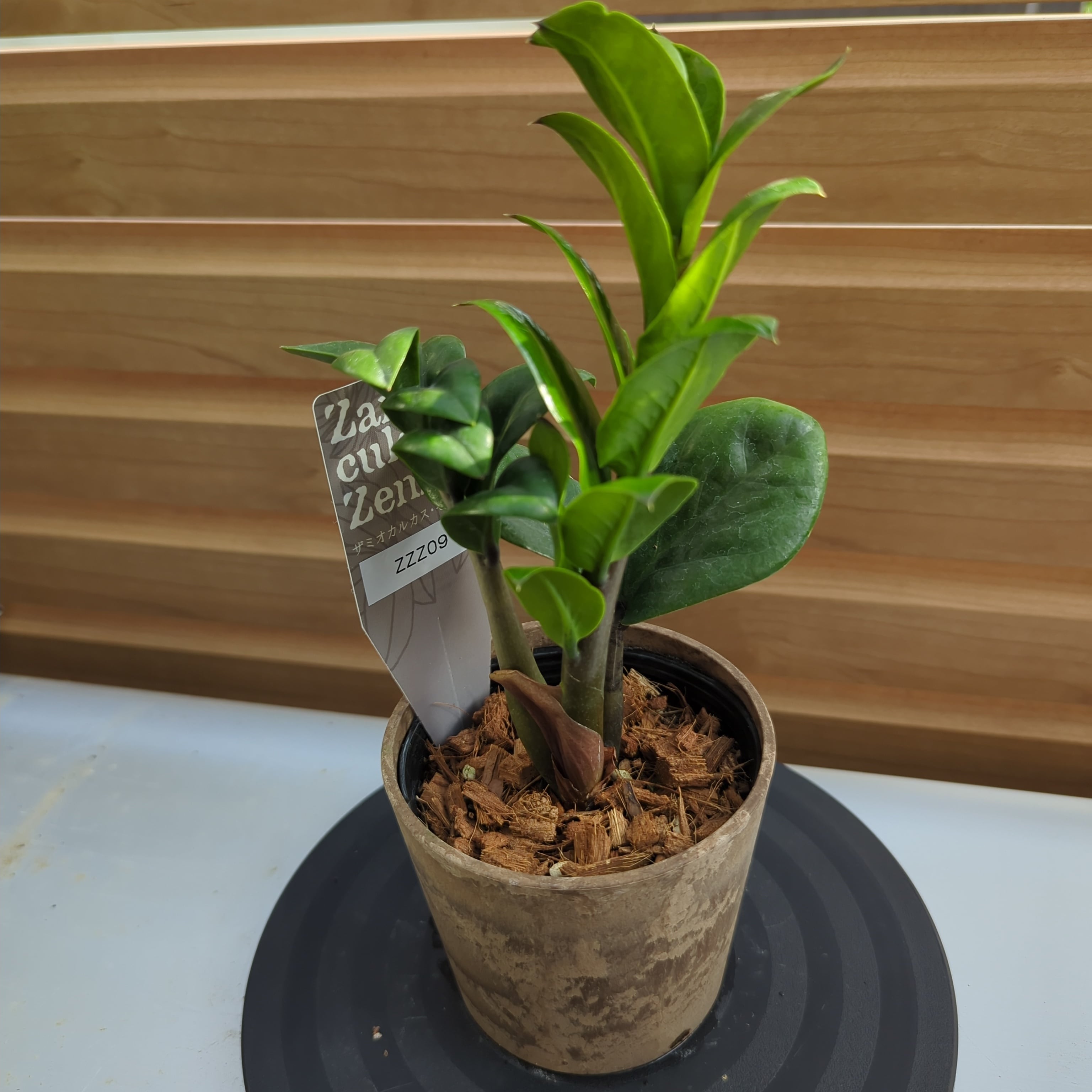 希少種】ザミオクルカス ゼンジー 矮性品種 | BRIDGE GARDEN