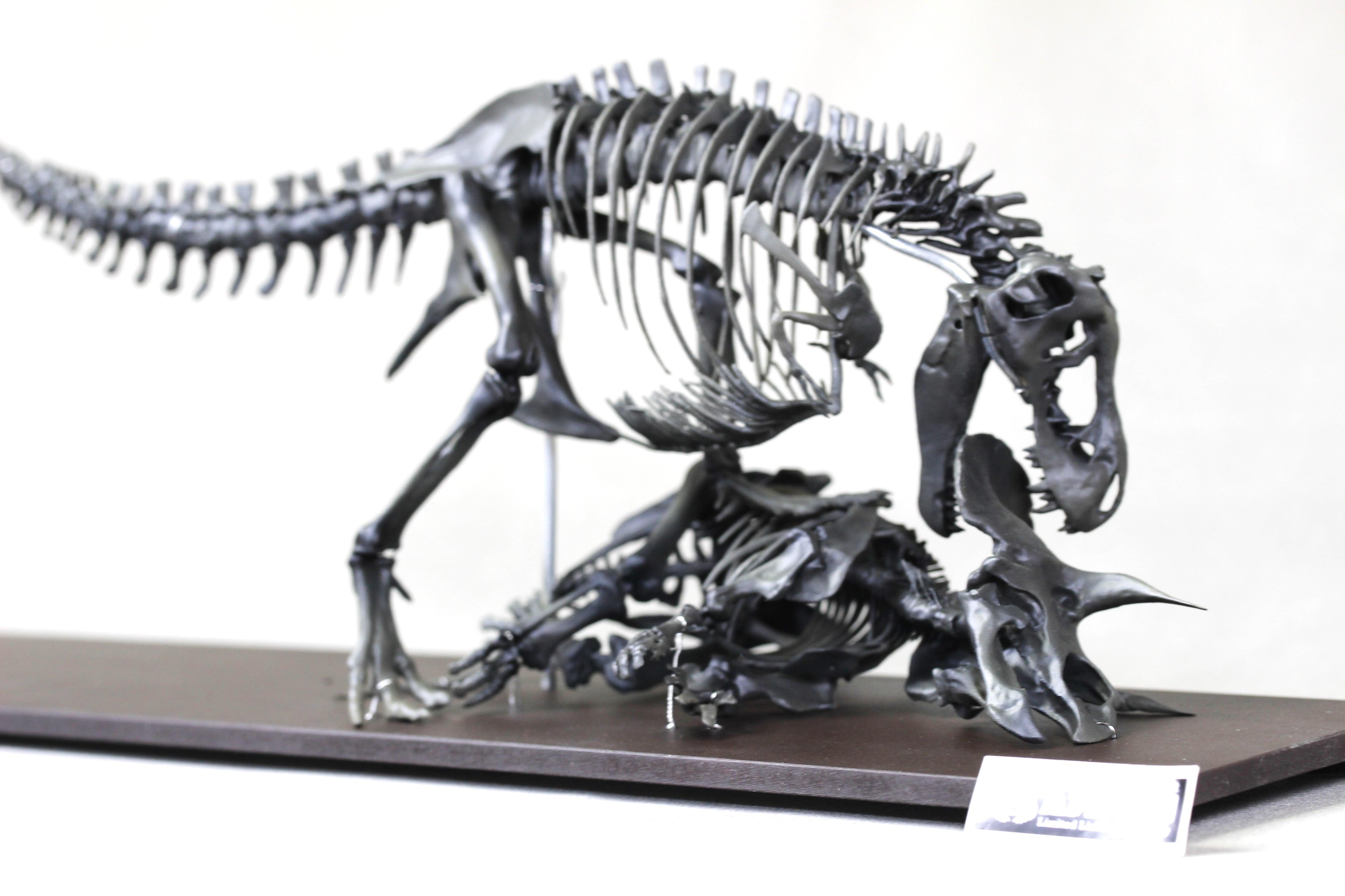40cm】ティラノサウルス と トリケラトプス 縮小全身骨格模型【 恐竜