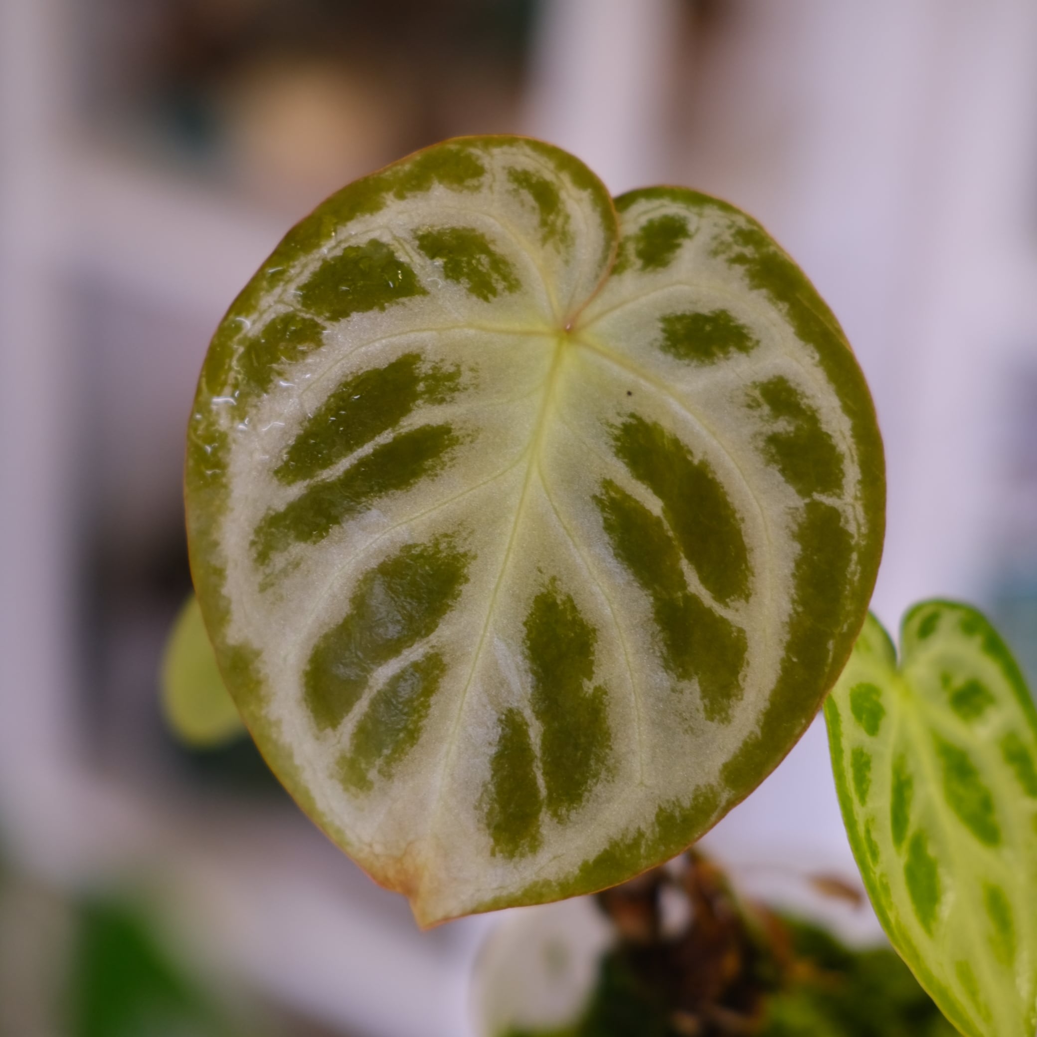 アンスリウム ドラヤキ × シルバーブラッシュ│Anthurium Dorayaki × A