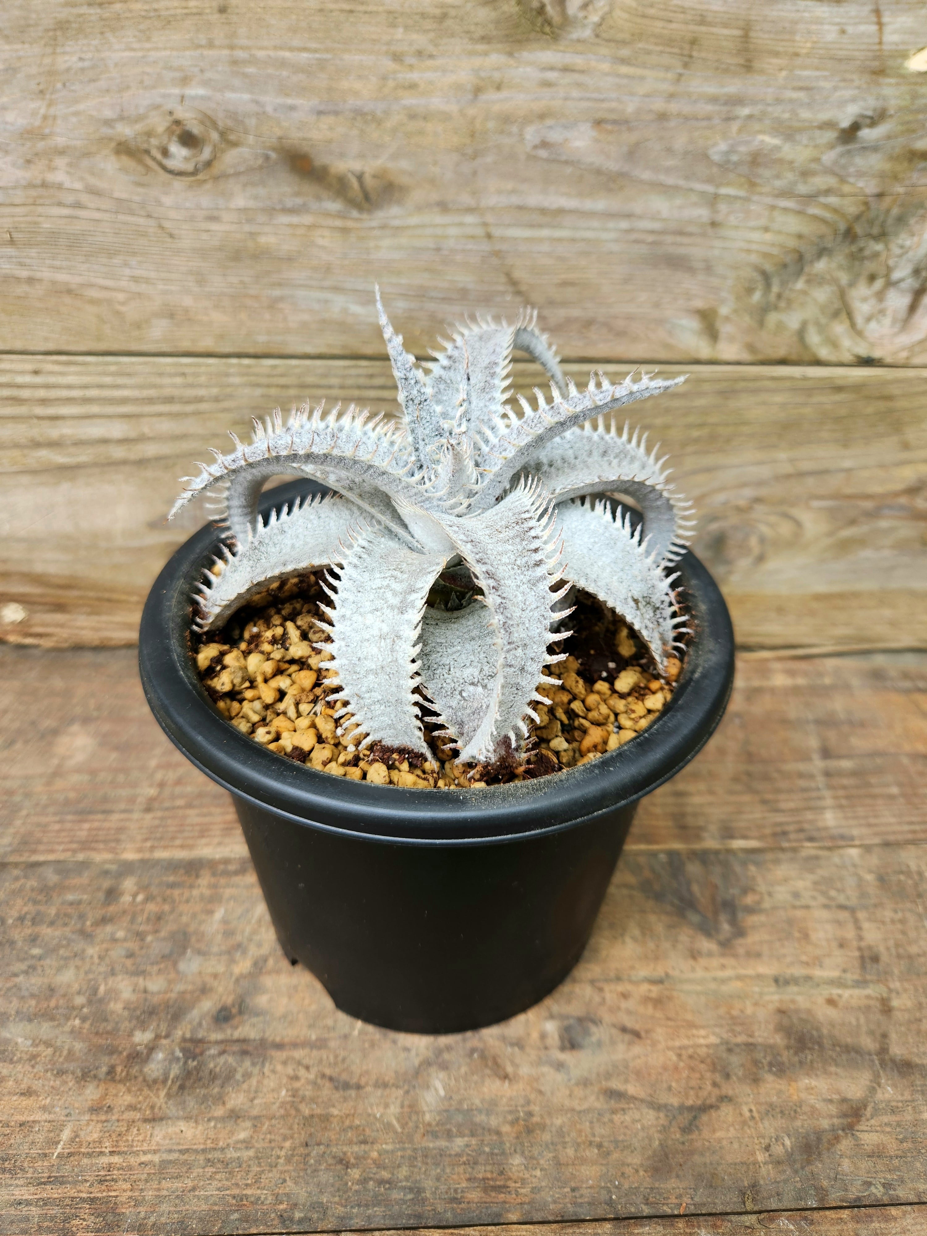 ディッキア Dyckia Marnier-lapostollei var. estevesii (WBC