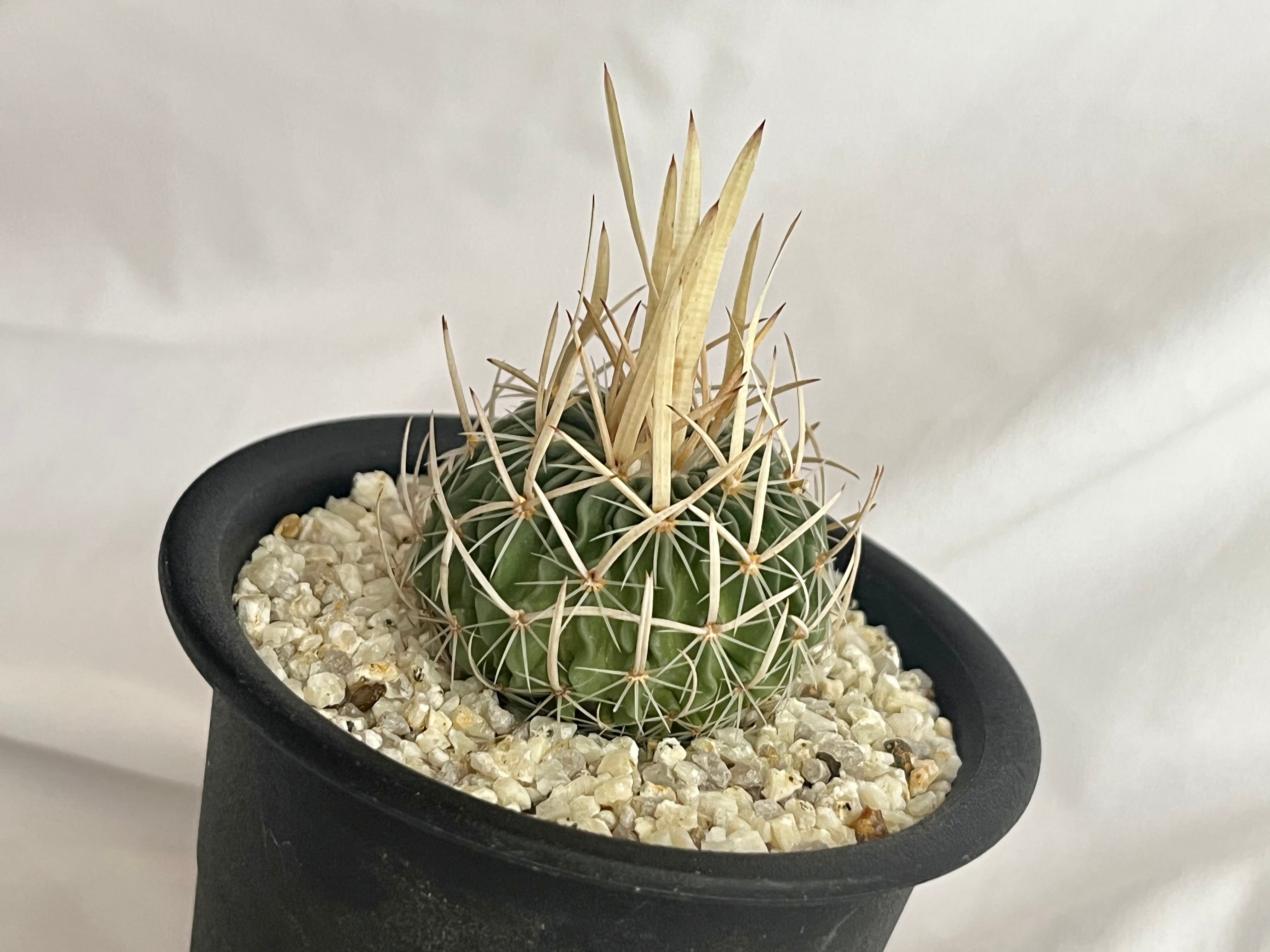 Echinofossulocactus エキノフォスロカクタス 長刺振武玉 サボテン