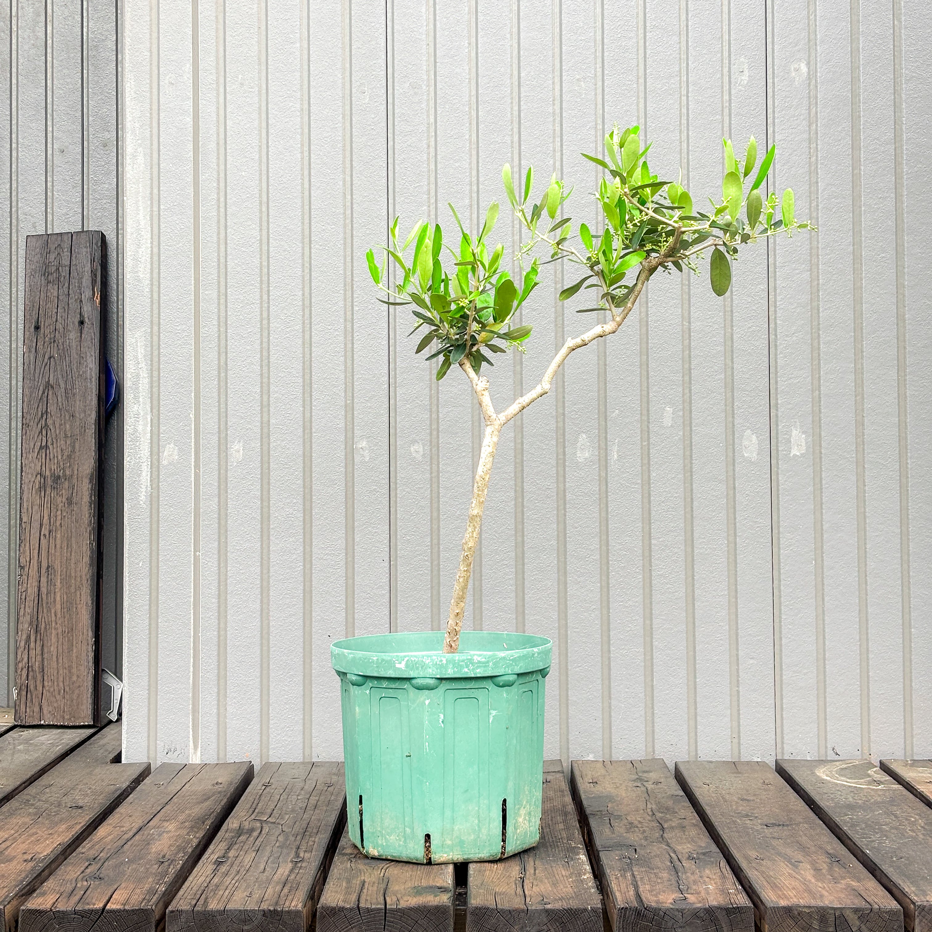 オリーブ 鉢植え 送料無料 アレクッゾ｜育てやすい シンボルツリー
