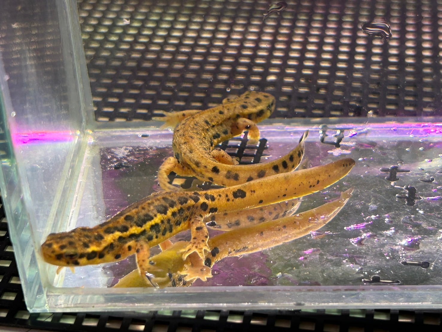 アカハライモリ　千葉県産　♂1 色彩変異　
♀2 アカハライモリ 千葉県大型個体群 レアな色変含む5匹 (メス3オス2)天然