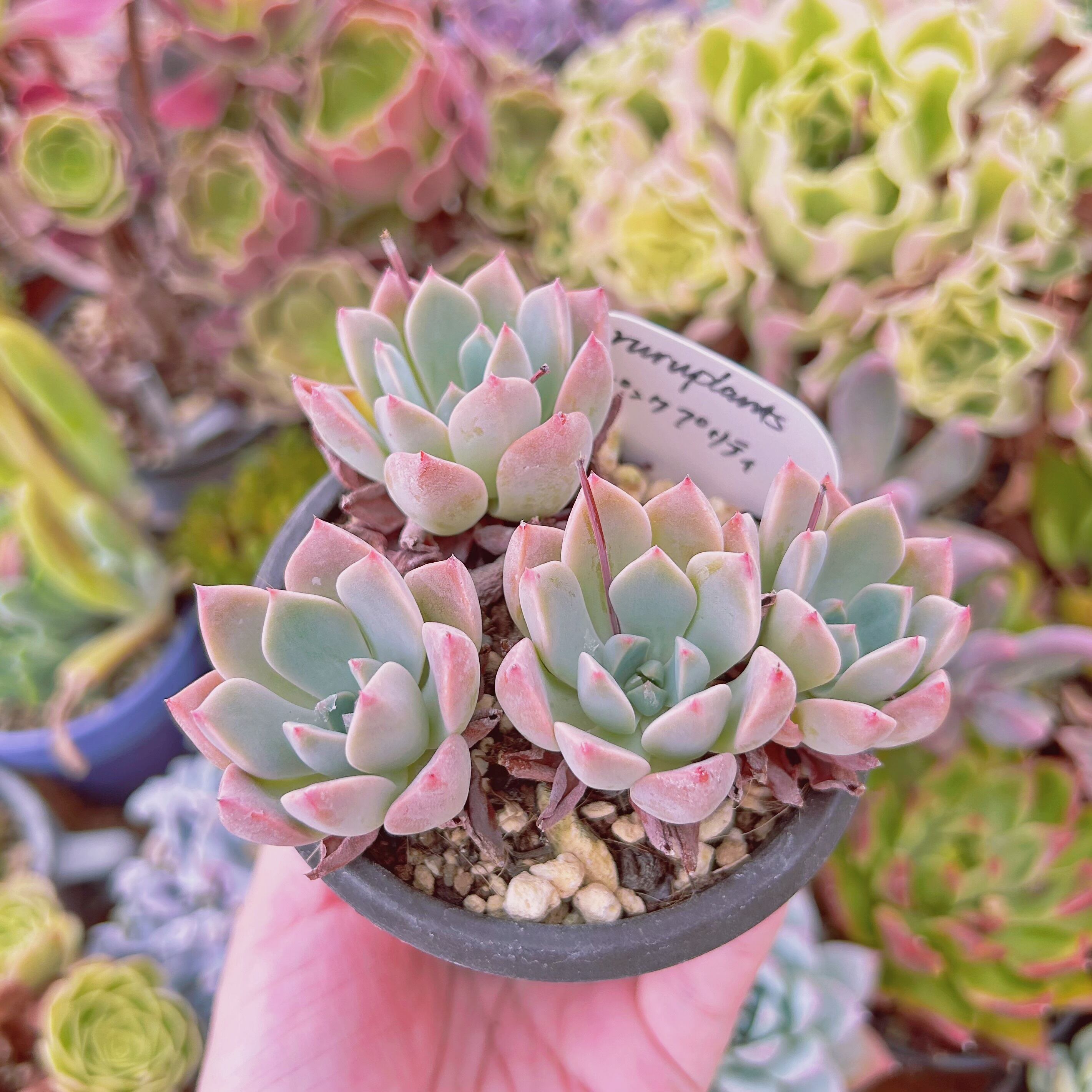 現物 多肉植物 ピンクプリティ 抜き苗 | Pay ID