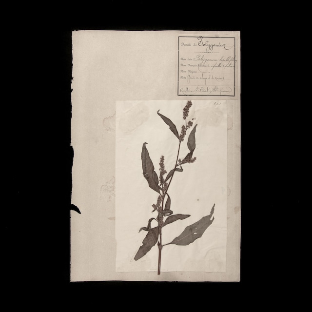 植物の標本 19, 欧州, 19世紀.