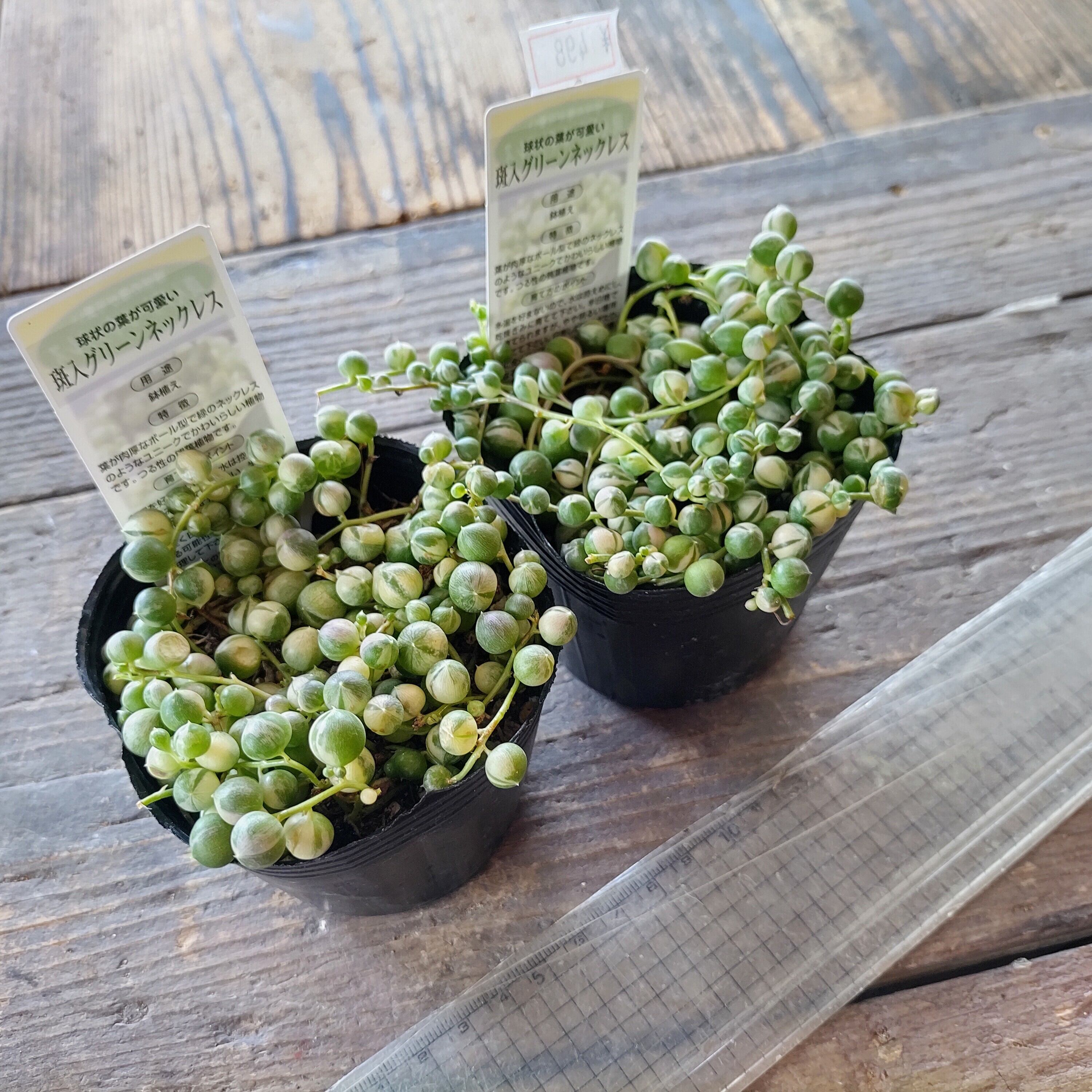 直営通販格安サイト 根付き 多肉植物 斑入りグリーンネックレス いきなり購入ok セットアップの通販 Realville Com Br