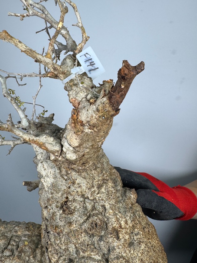 F141 現地発根株 オペルクリカリア パキプス 6/15 入荷 Operculicarya pachypus 塊根植物 現地球