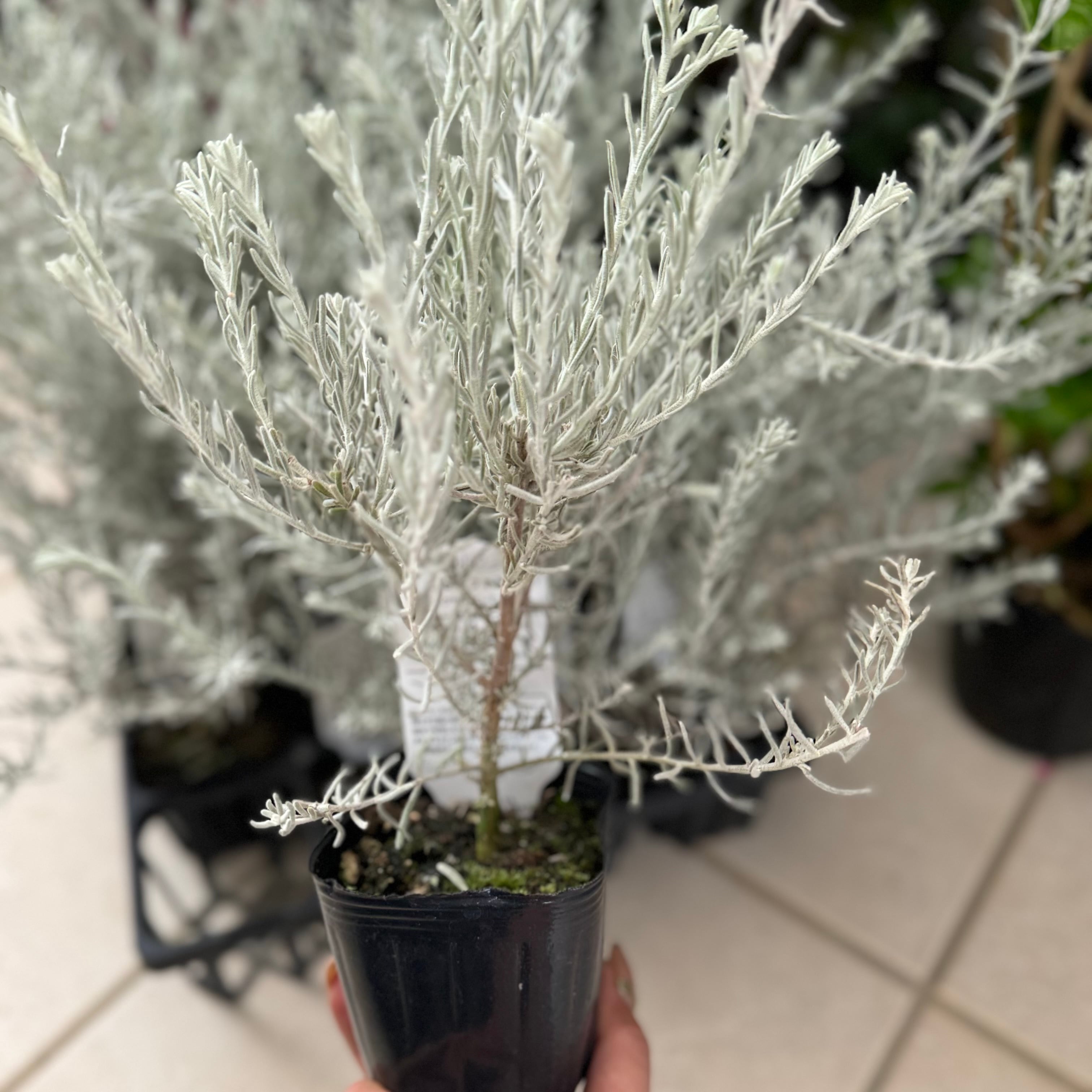 エレモフィラ ニベア 2苗 シルバーリーフ（樹高：約30cm） 寄せ植え