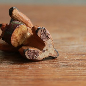 一生懸命演奏する、小さなイヌの音楽隊 1