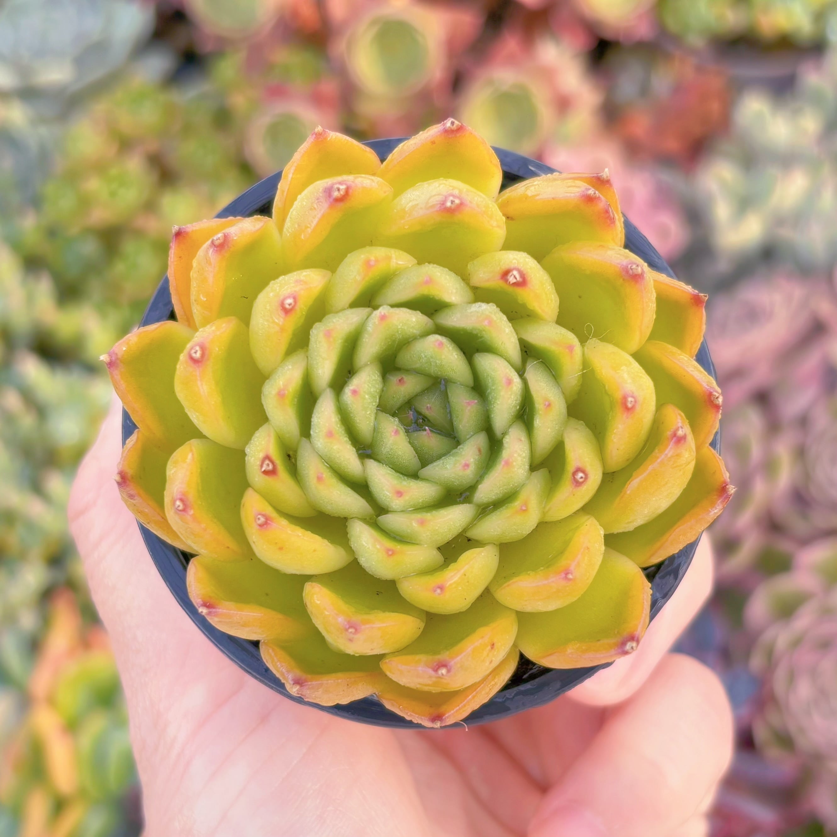 現品　閃光#564　るる農園