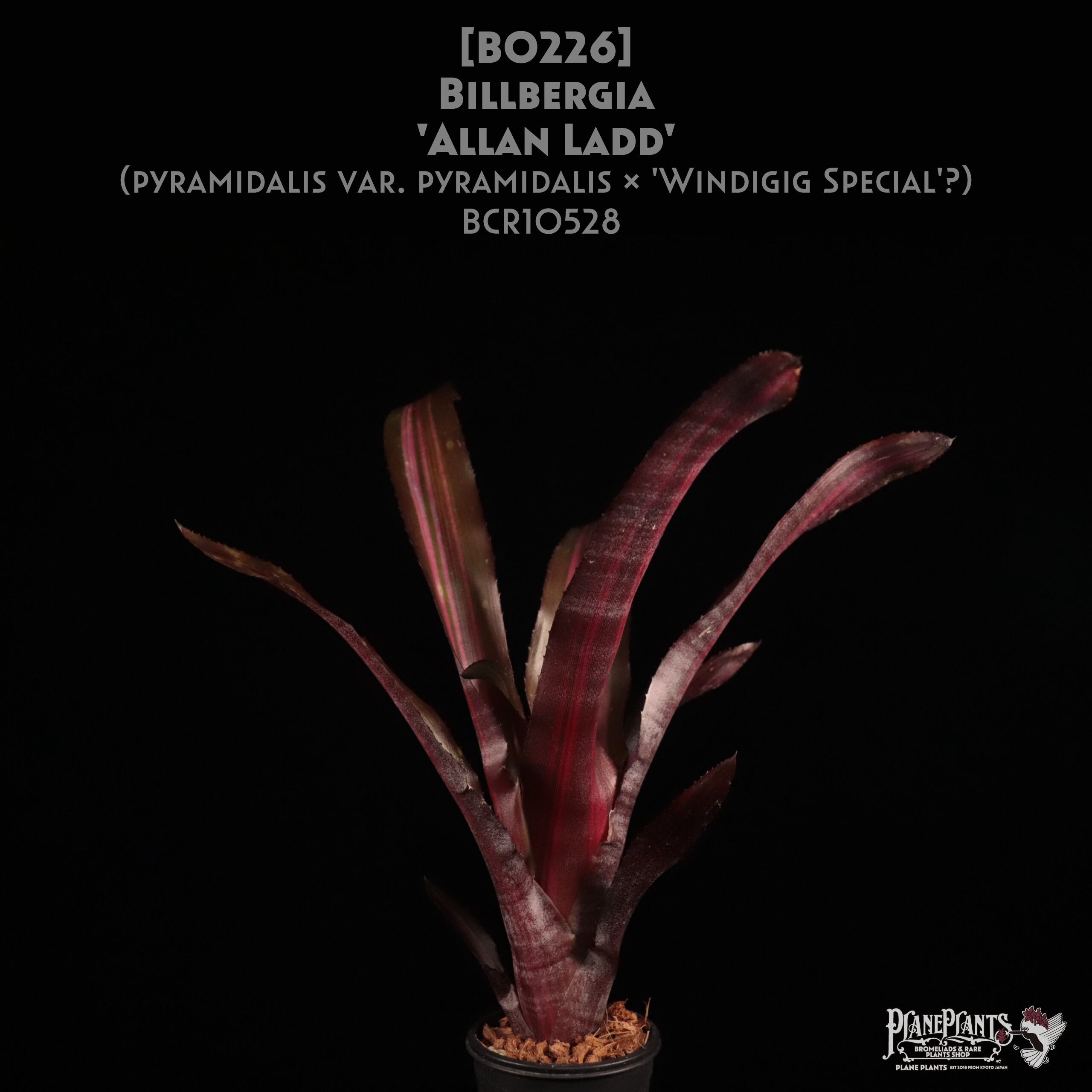 【送料無料】Billbergia 'Allan Ladd'〔ビルベルギア〕現品発送B0226