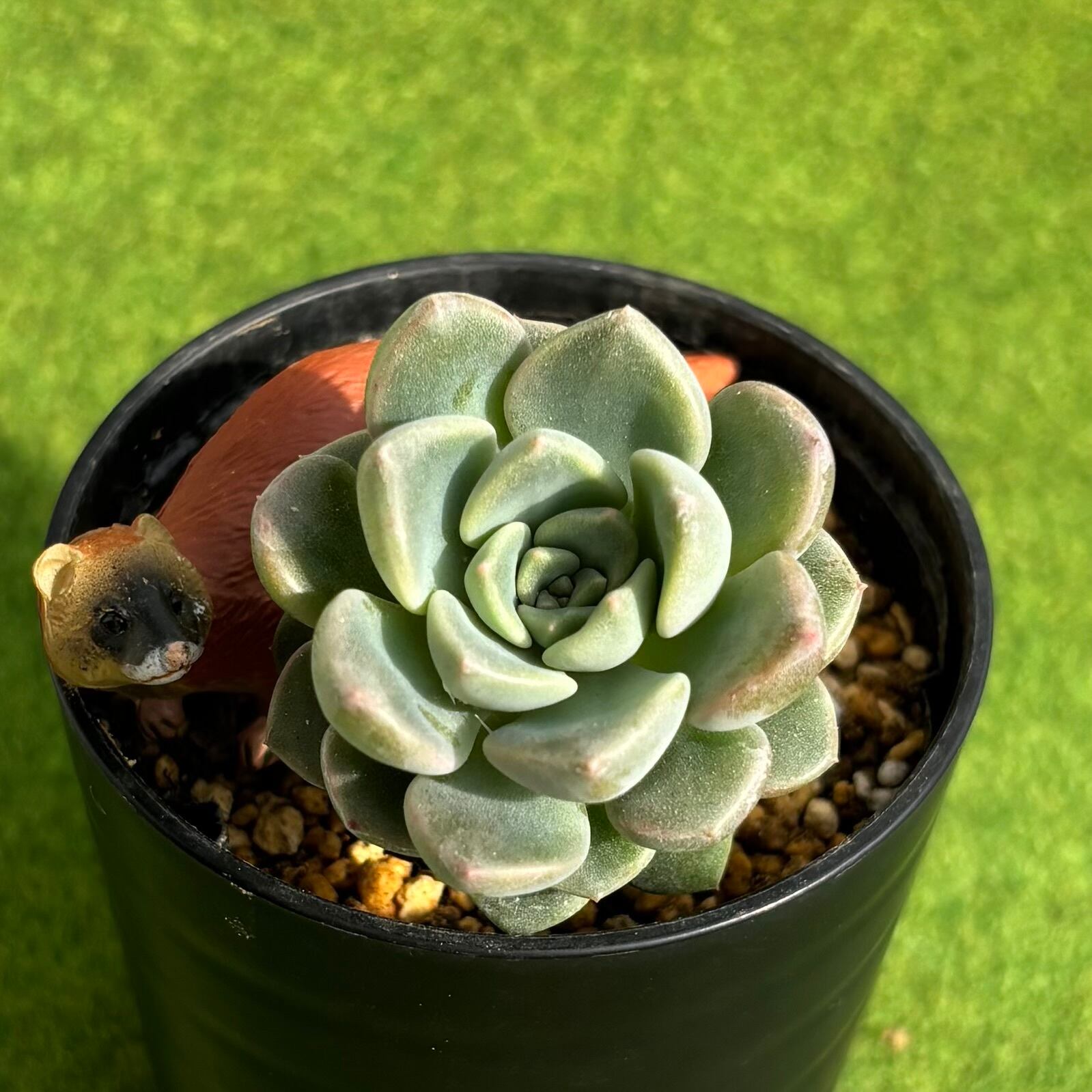 リエール多肉植物の寄せ植えの土 | PAY ID