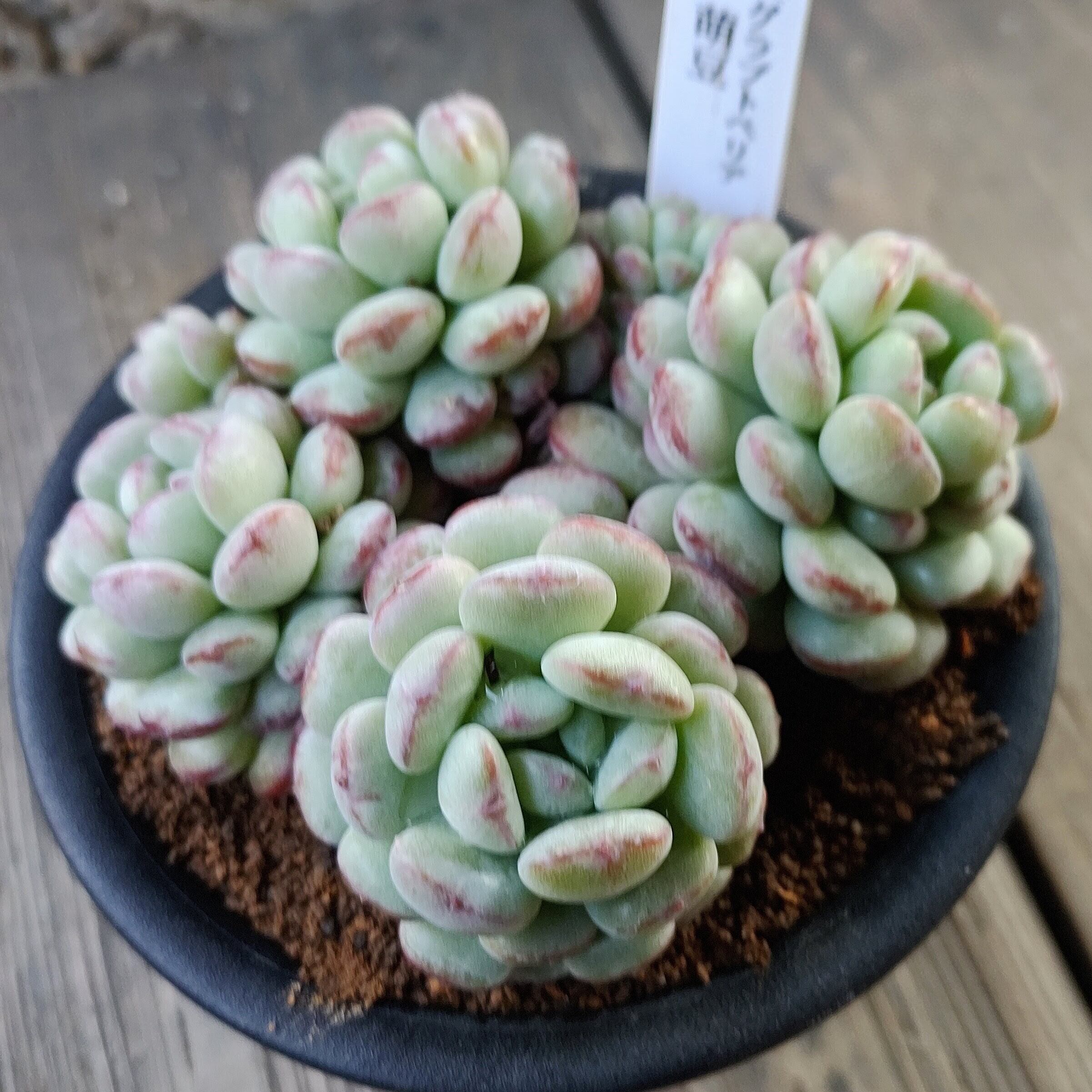 萌豆(B) | RuPo 多肉植物専門店