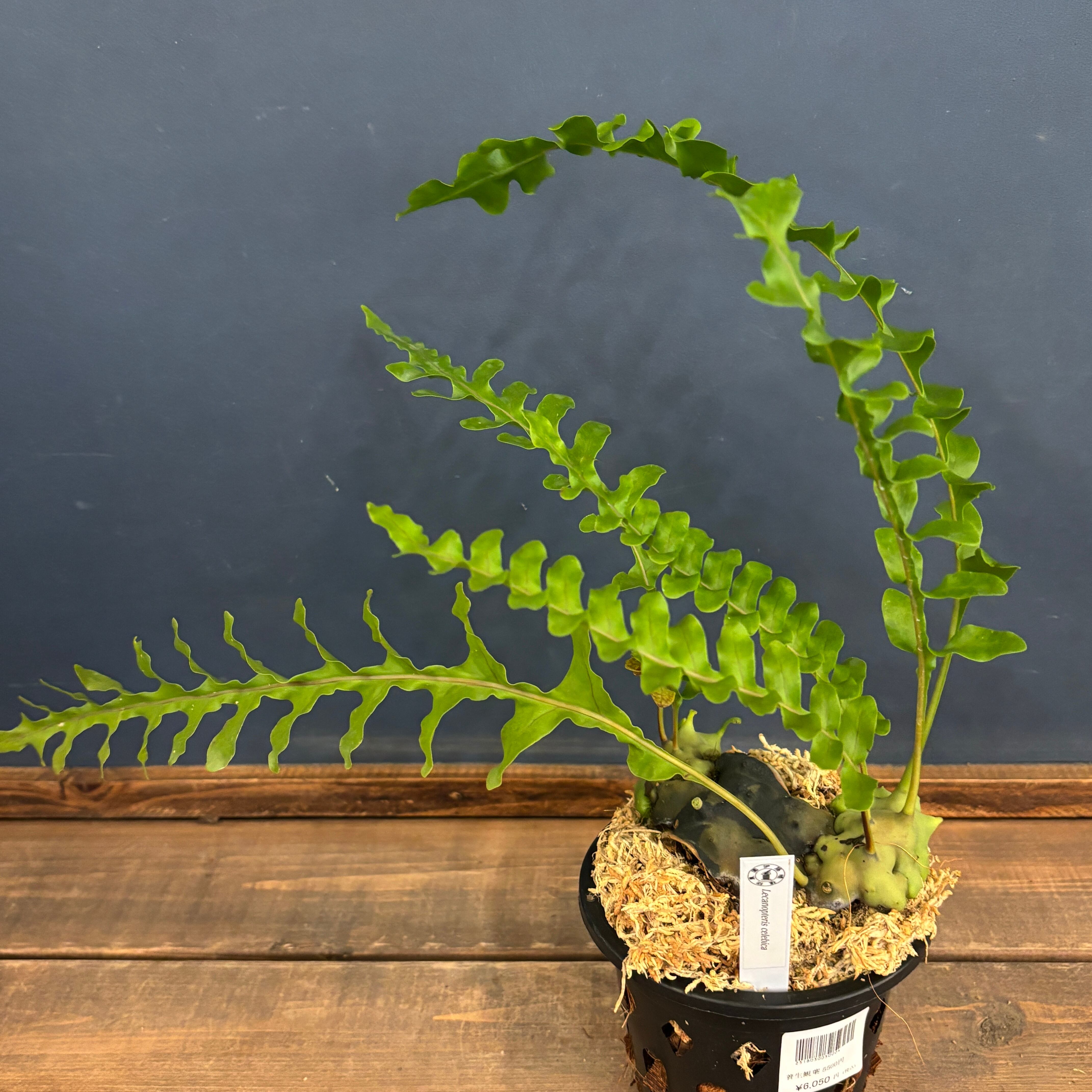 アリ植物 | PROTOLEAF プロトリーフ