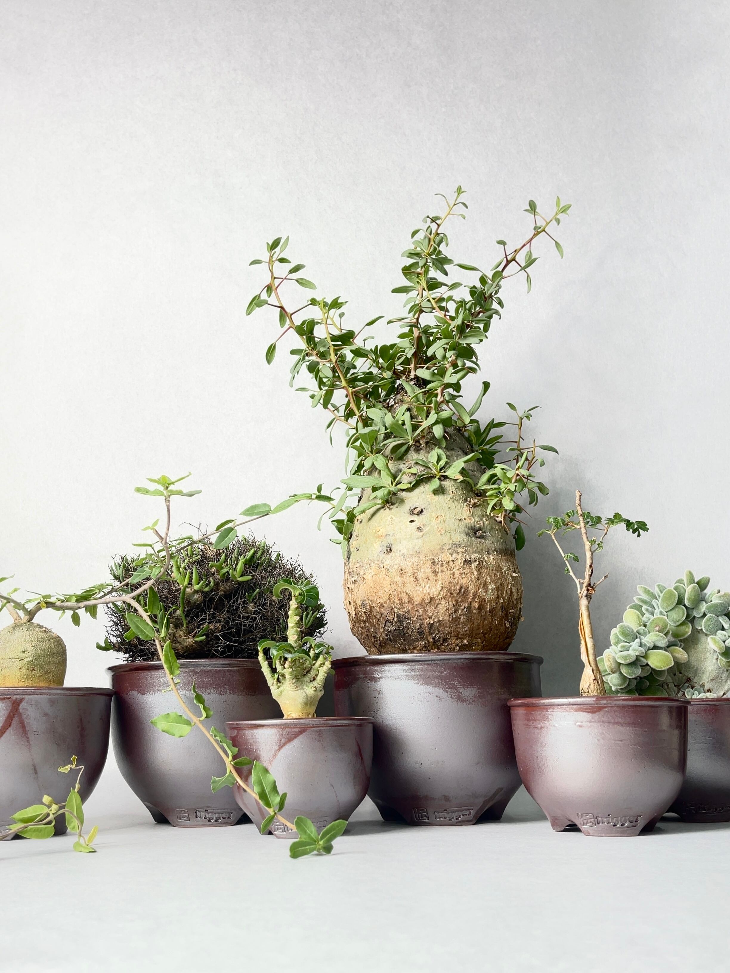 アデニウム・メデューサD.H.A | trigger