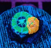 Scolymia BabyGarden 7