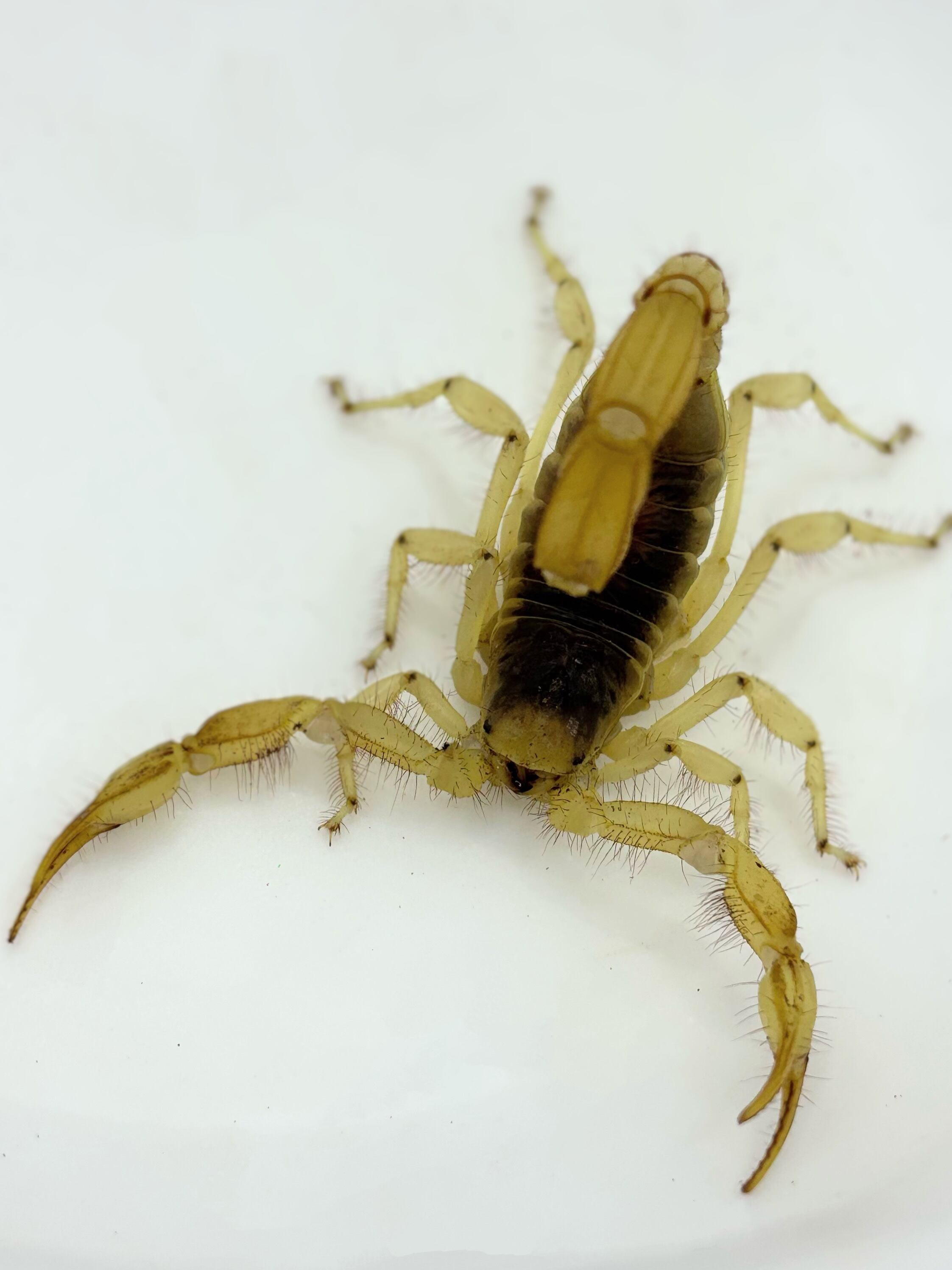 デザートヘアリースコーピオン② 1匹 | まるころ商店〜まるくて