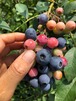 農薬使用回数0回ブルーベリー1キロ