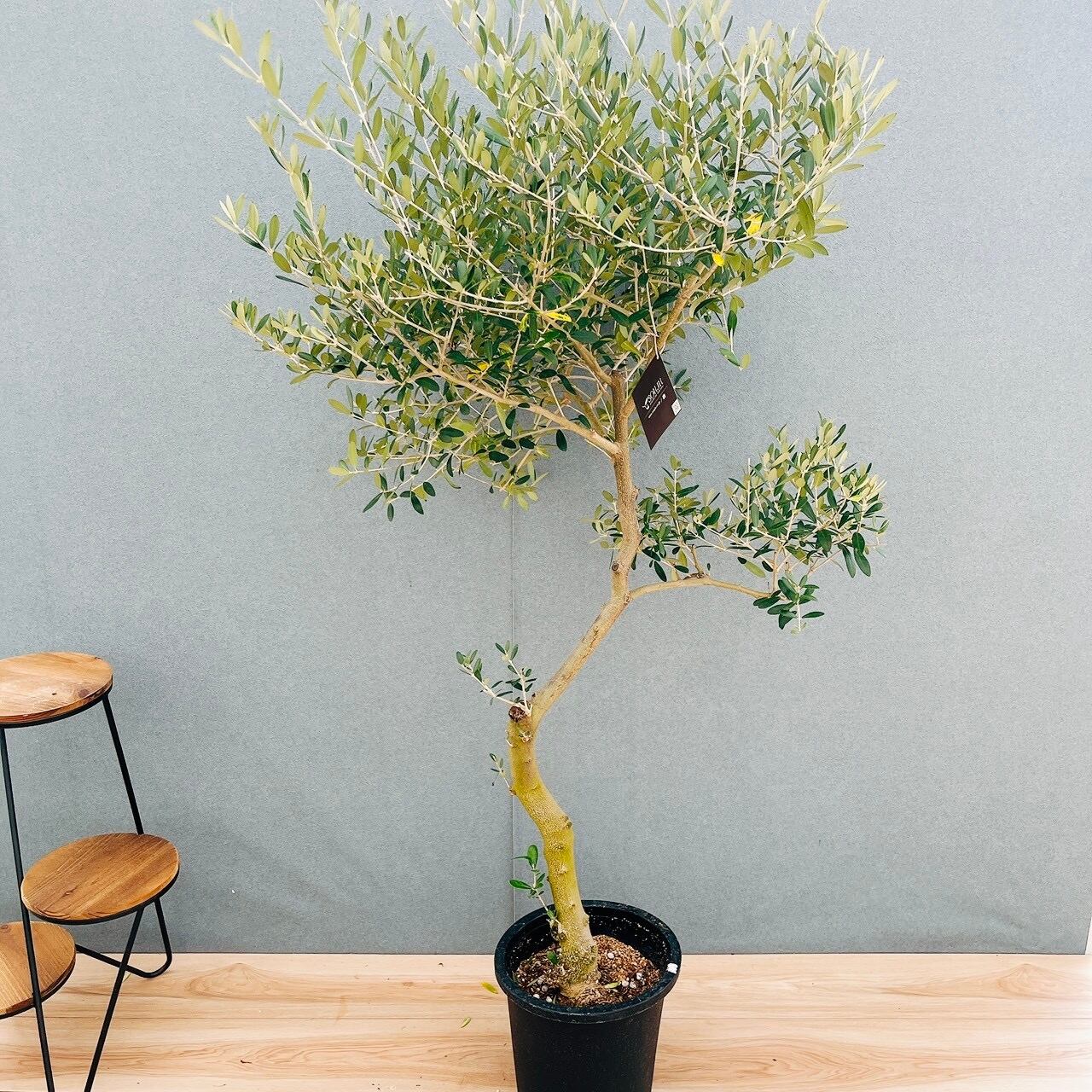現品］13番 創樹 オリーブ ネバディロブランコ 8号 観葉植物 大型 屋外