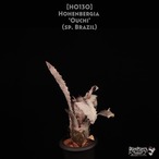 【送料無料】Hohenbergia 'Ouchi' (sp. Brazil)〔ホヘンベルギア〕現品発送H0130
