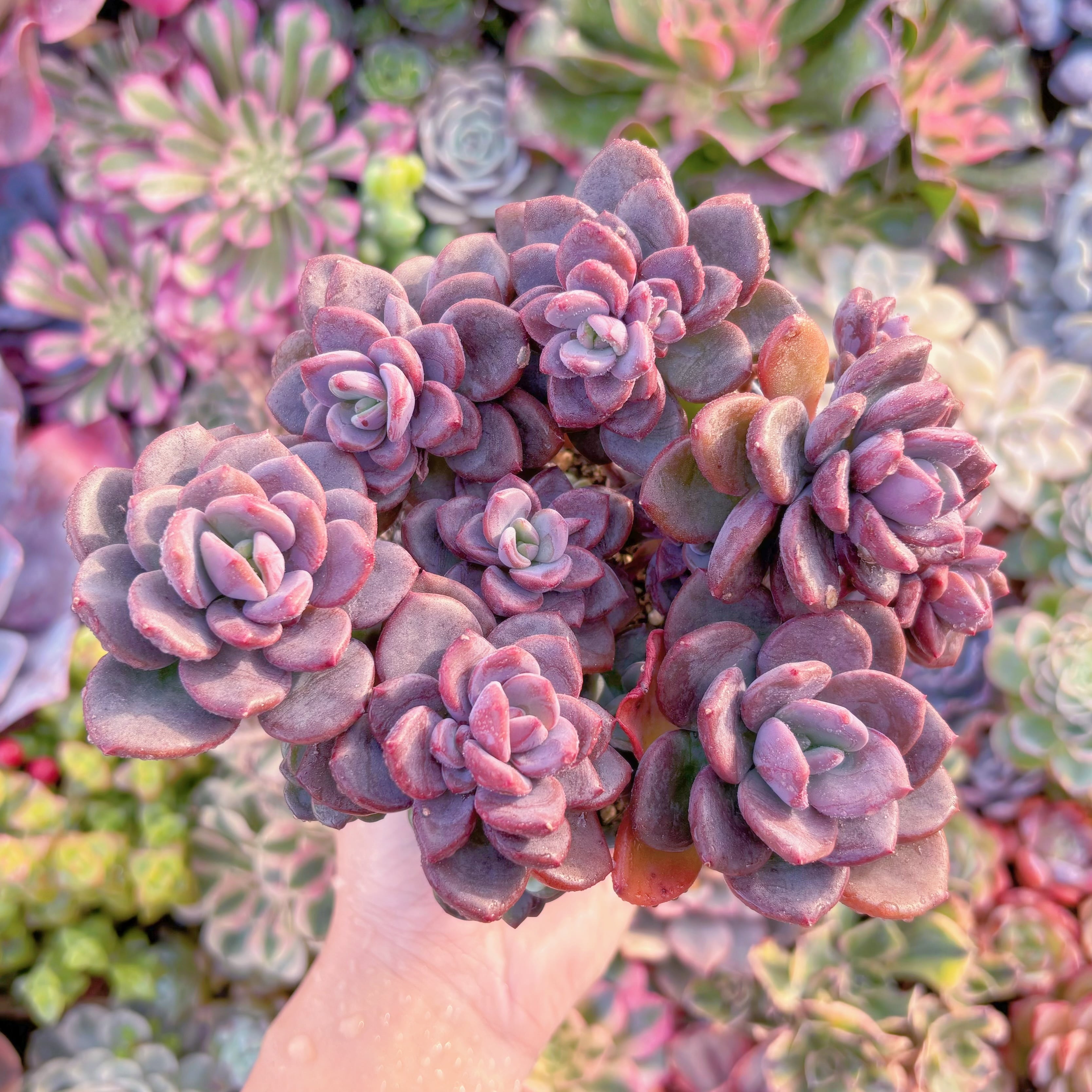 現品　トリュフ(松露)#691　希少　在庫僅少　新入荷　るる農園