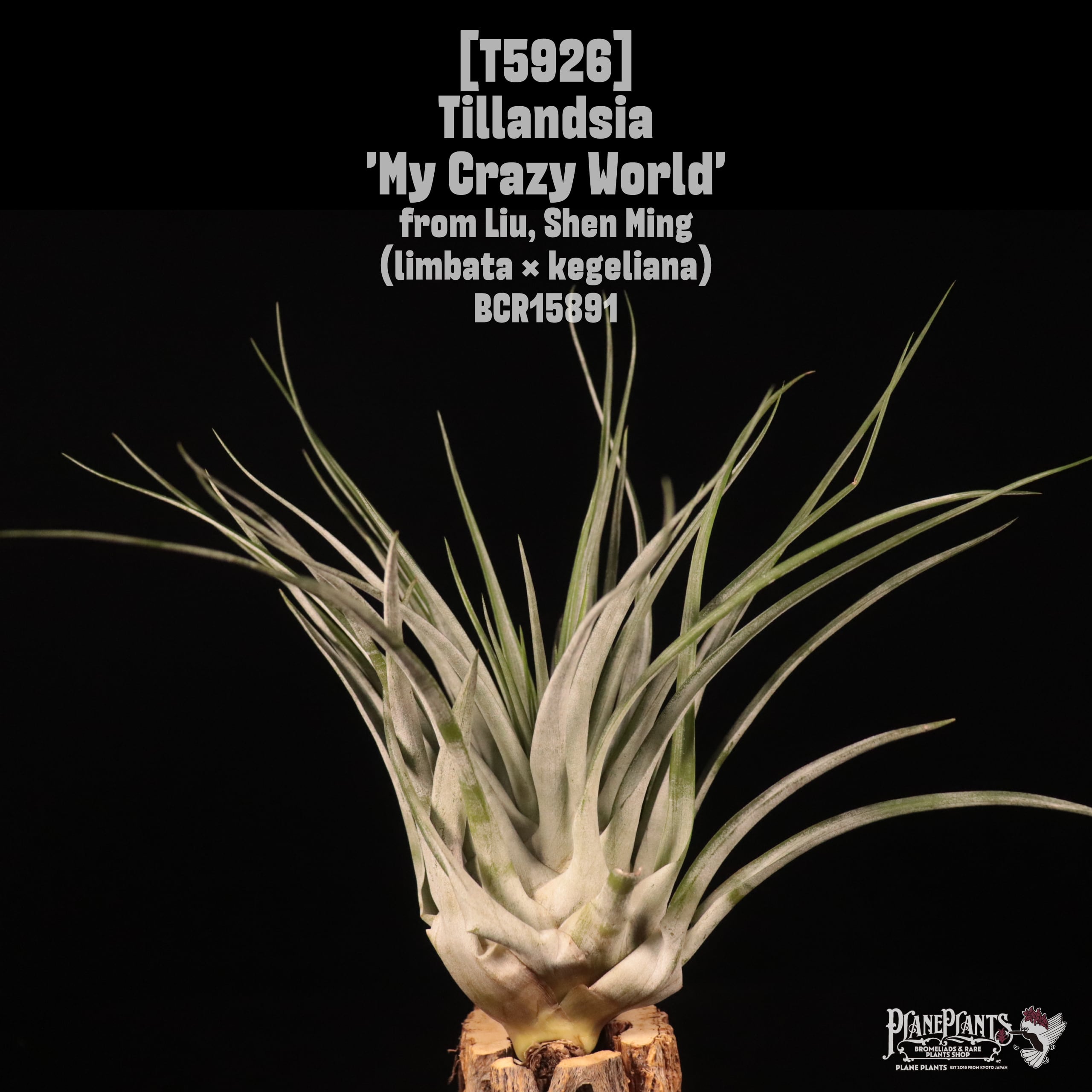 送料無料】mauryana〔エアプランツ〕現品発送T1078 | plane plants