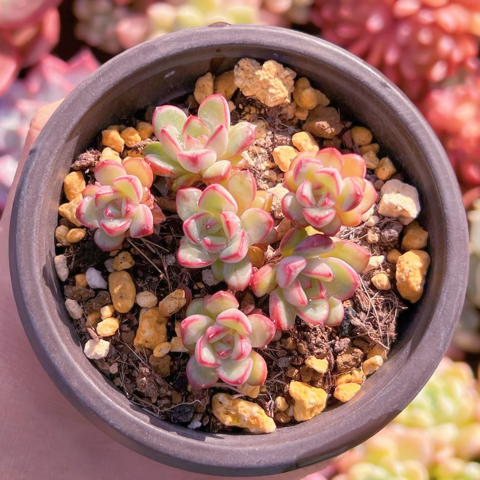 現品　Adam#650    古株   るる農園