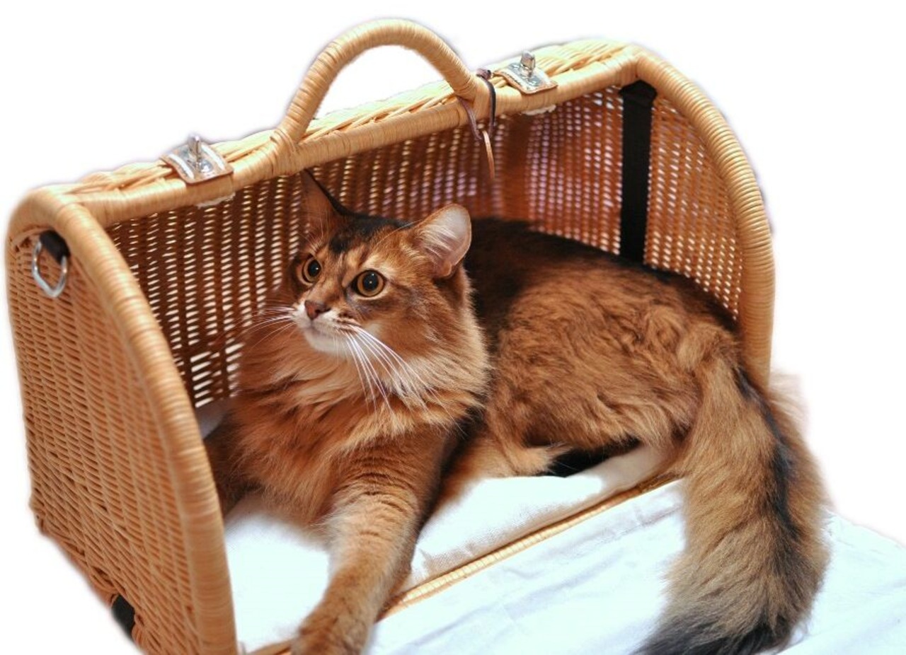 【安心できるおうち型のラタンキャリー】成猫１匹用（～5㎏）Sサイズ,お出かけに！旅行に！※お取り寄せ商品（約1週間ほどお時間をいただきます。）送料無料