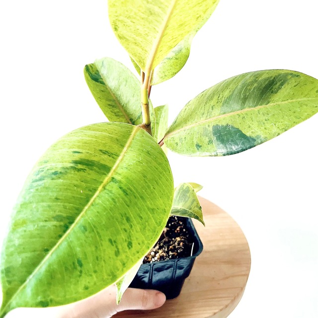 フィカス ジン 観葉植物 calm cafe