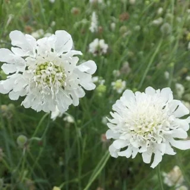 スカビオサ オクロレウカ