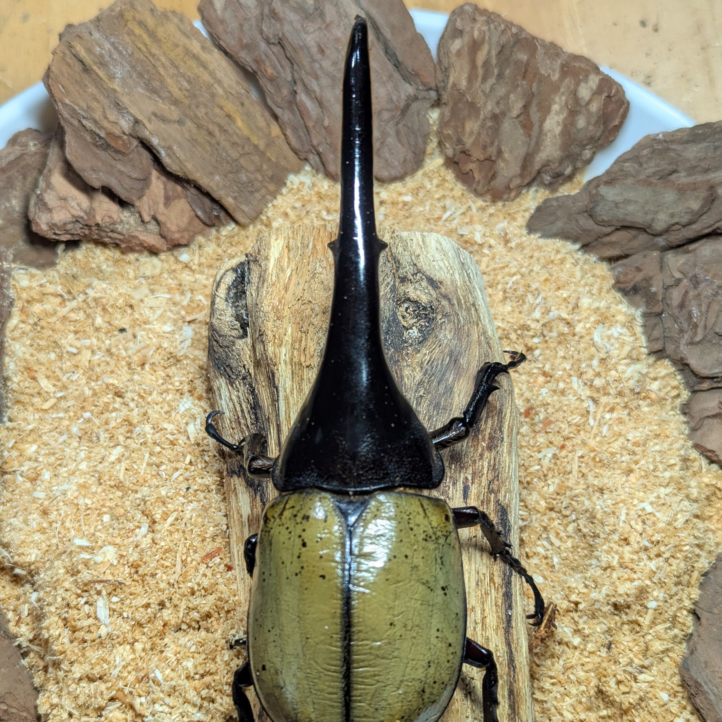 ♂-152mm】ヘラクレスオオカブトペア飼育セット | ムシムシランド