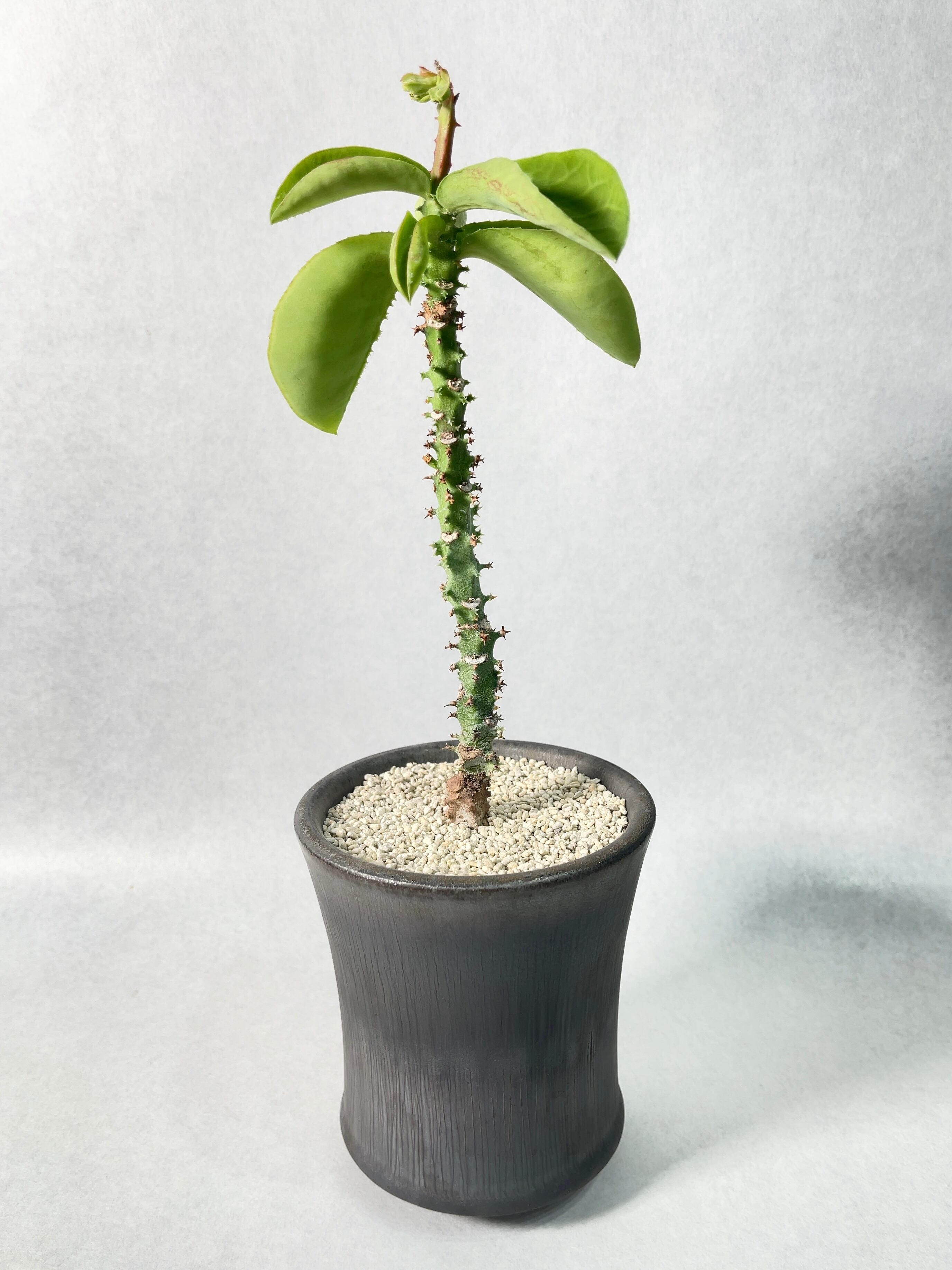 モナデニウム・マグニフィカム | trigger