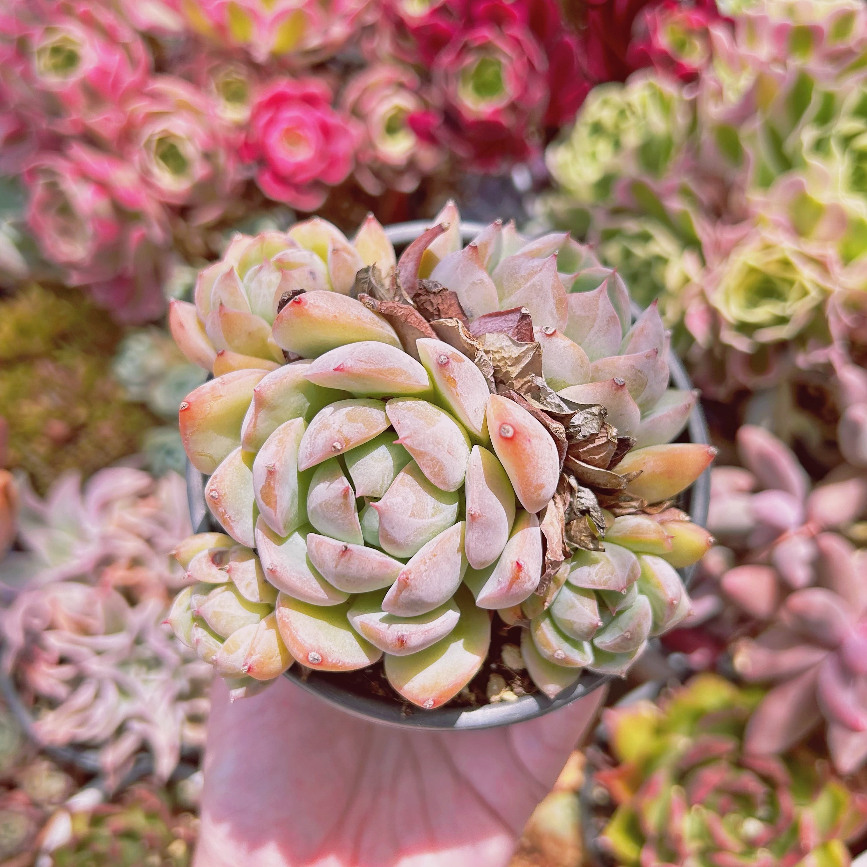 #1153現物　多肉植物　ピンクプリズム　特大