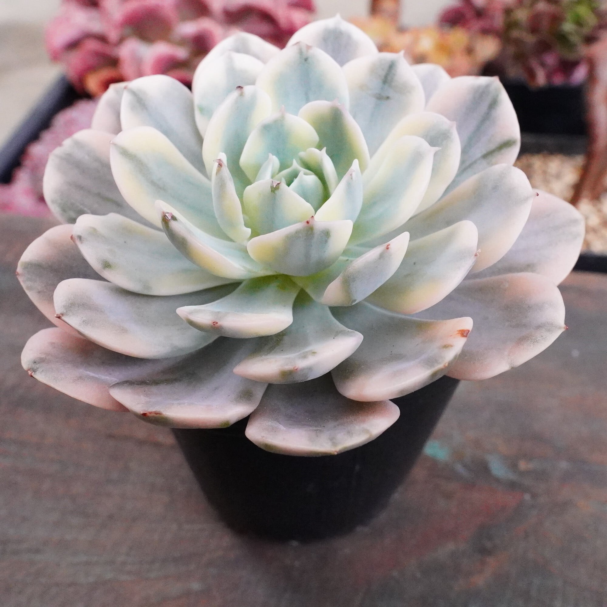 アイボリー錦 群生苗 エケベリア 送料無料 多肉植物 エケベリア パキフィツム 輸入苗 ハオルチア  MY54 6株の抜き苗 アイボリー 多肉植物 アエオニウム エケベリア 韓国