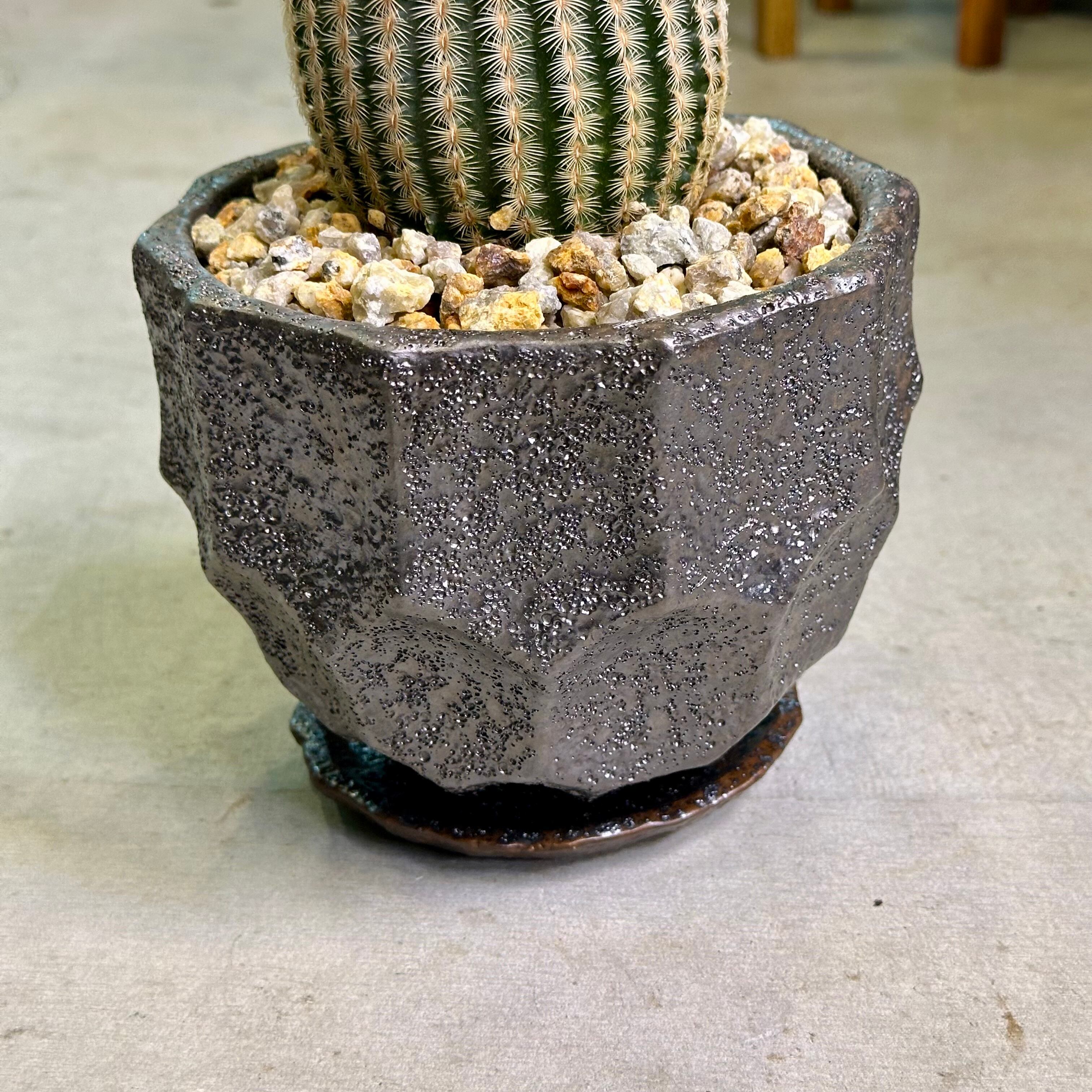 エキノセレウスサボテン・紫太陽 | barrelplants_BONSAI