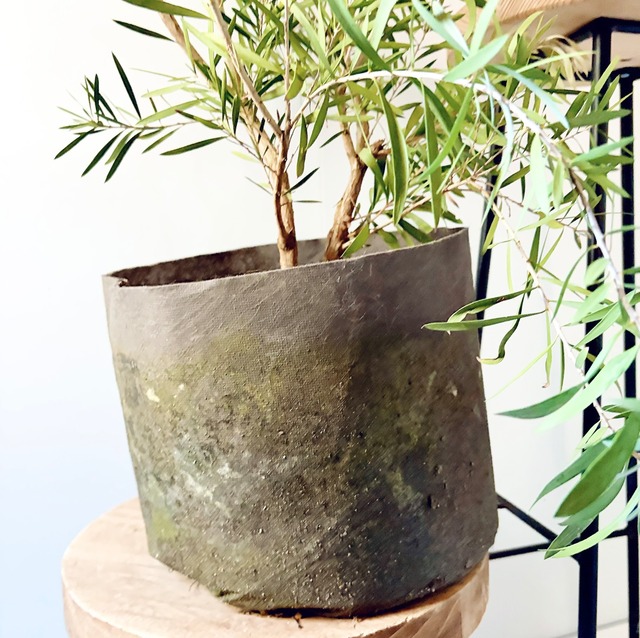 カリステモン ピンクシャンパン｜ブラシの木 観葉植物 calm cafe