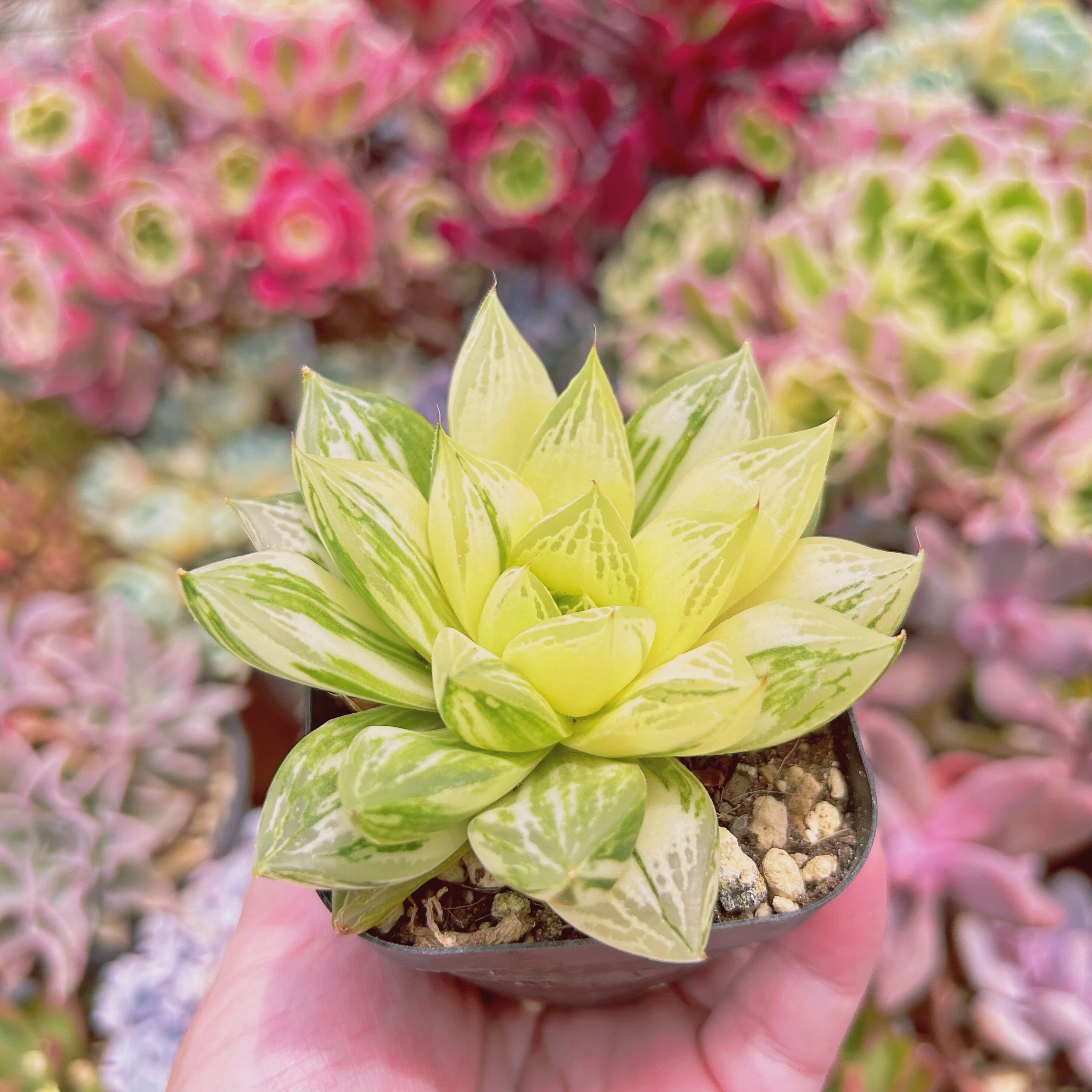 871現物 多肉植物 宝草錦 抜き苗 | るる農園~多肉植物専門
