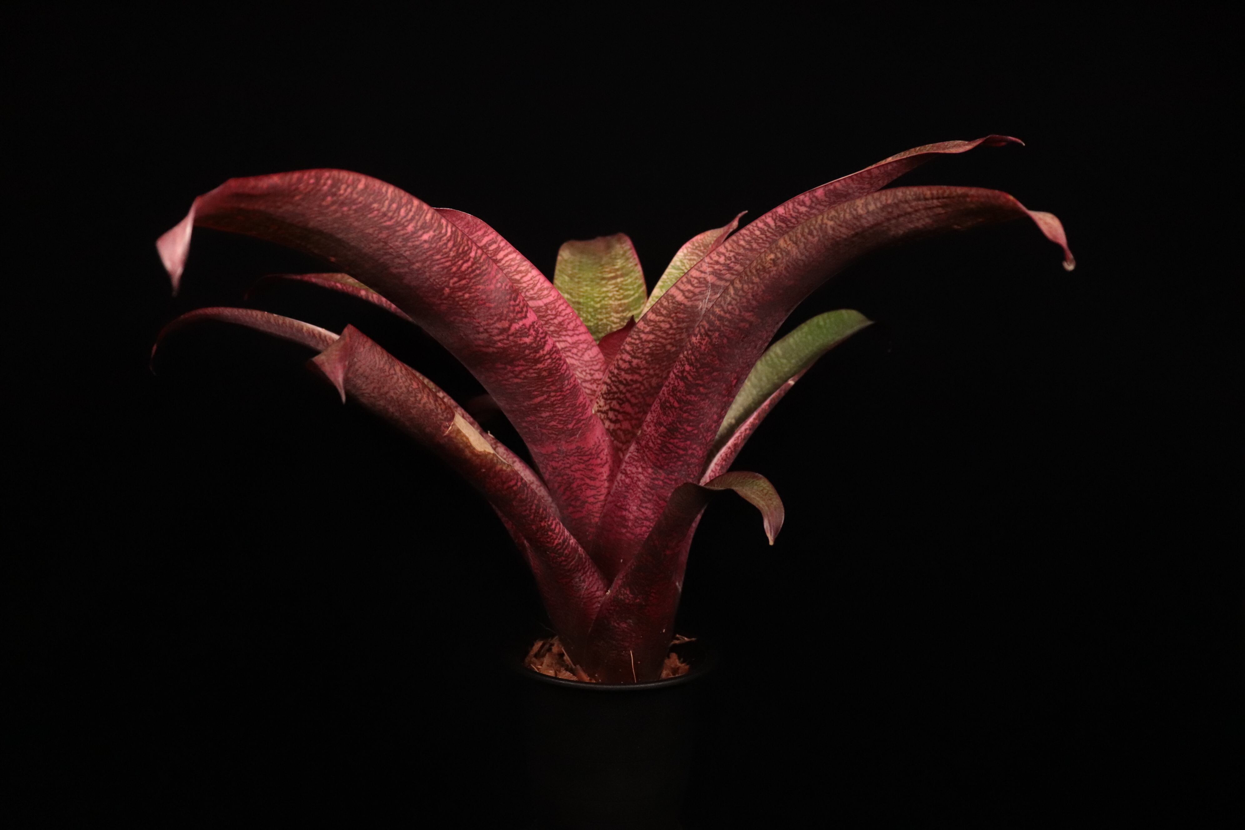 フリーセア　ラズベリーシャーベット激レア中株　紫品種 フリーセア ラズベリーシャーベット激レア中株 紫品種 フリーセア