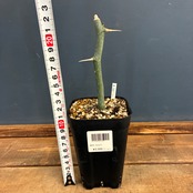 【新着3日限定10%OFF】アデニア バリー【630】
