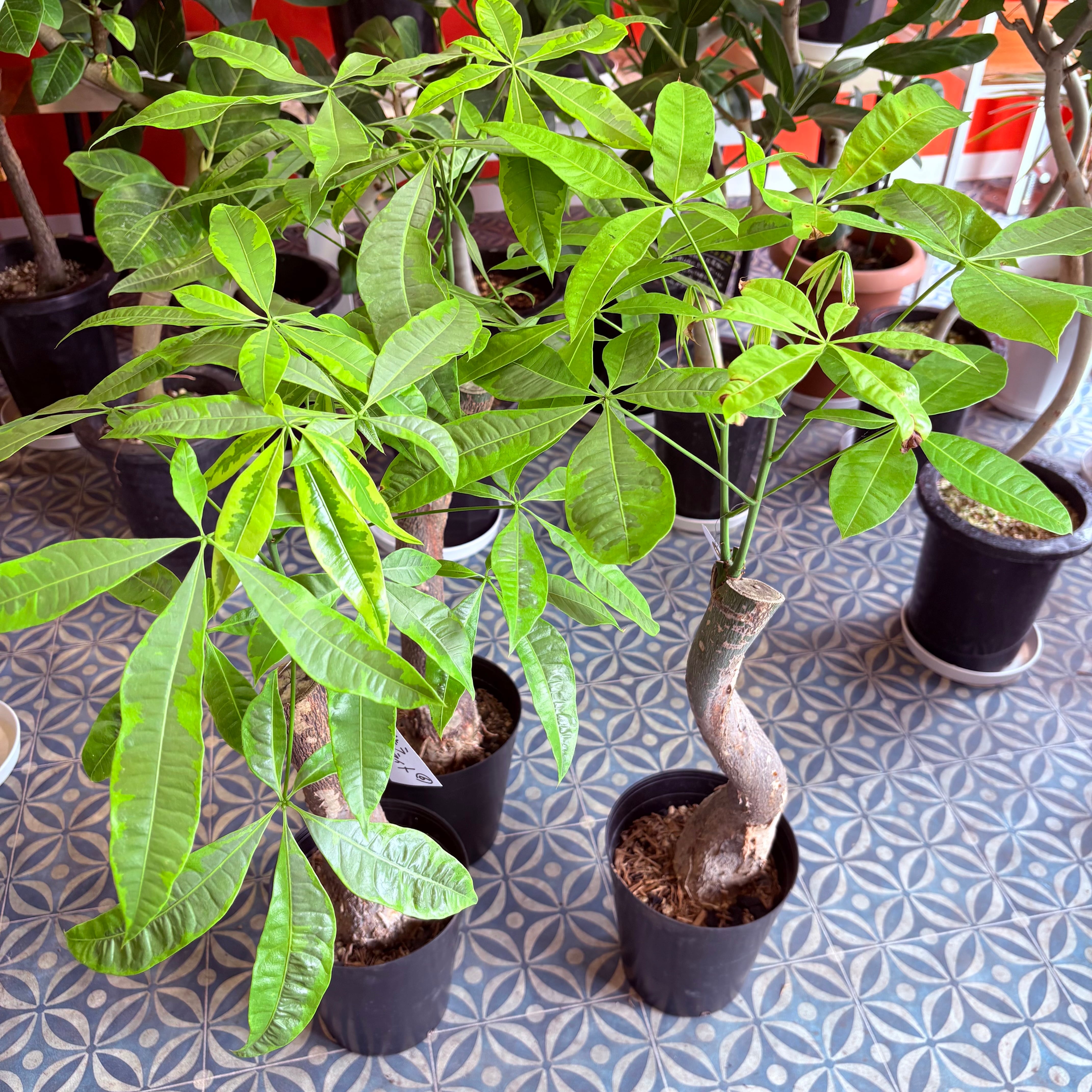 Green Vibes 宇都宮市の観葉植物専門店
