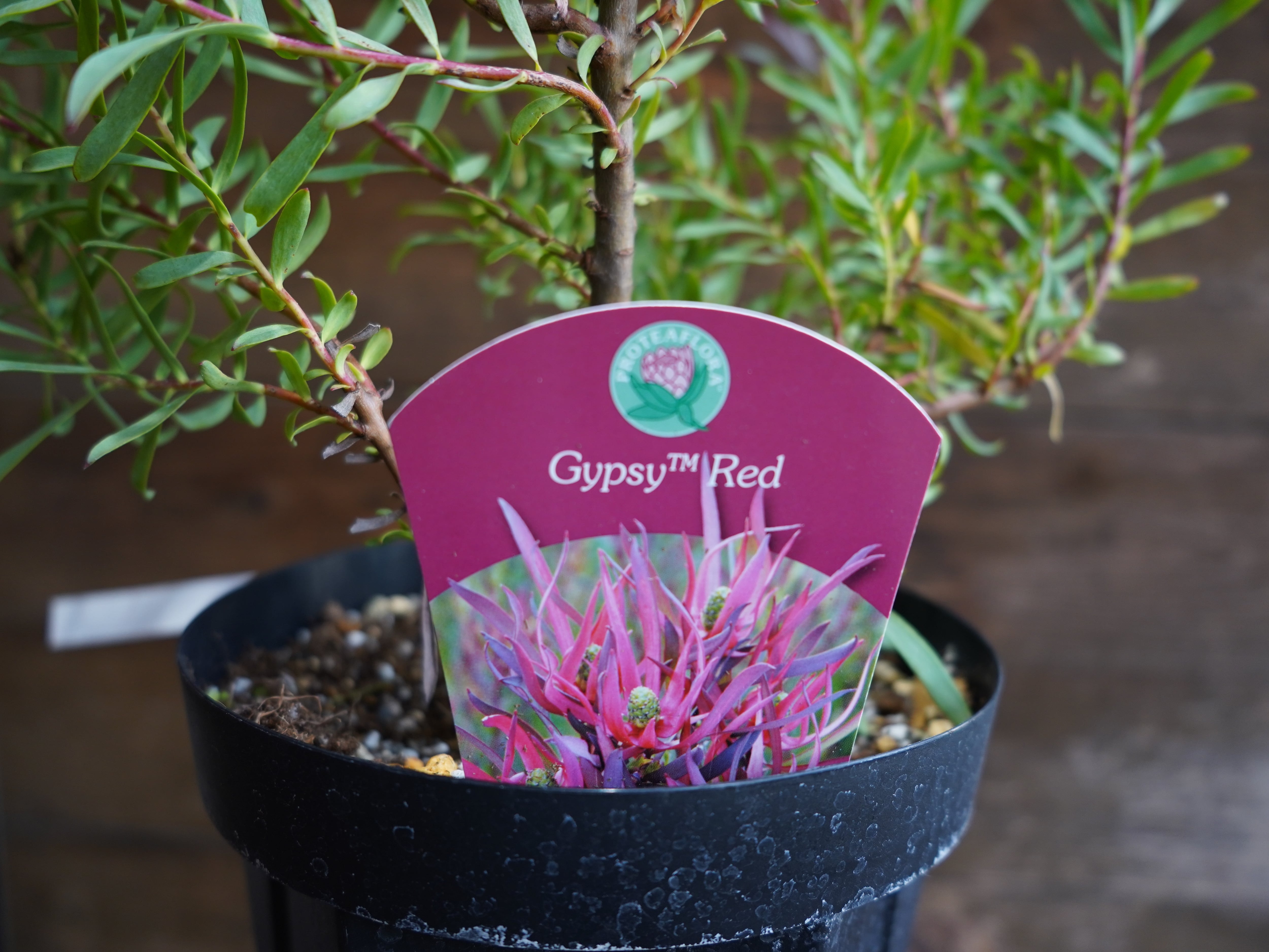 【現物】リューカデンドロン　”Gypsy Red”　６号