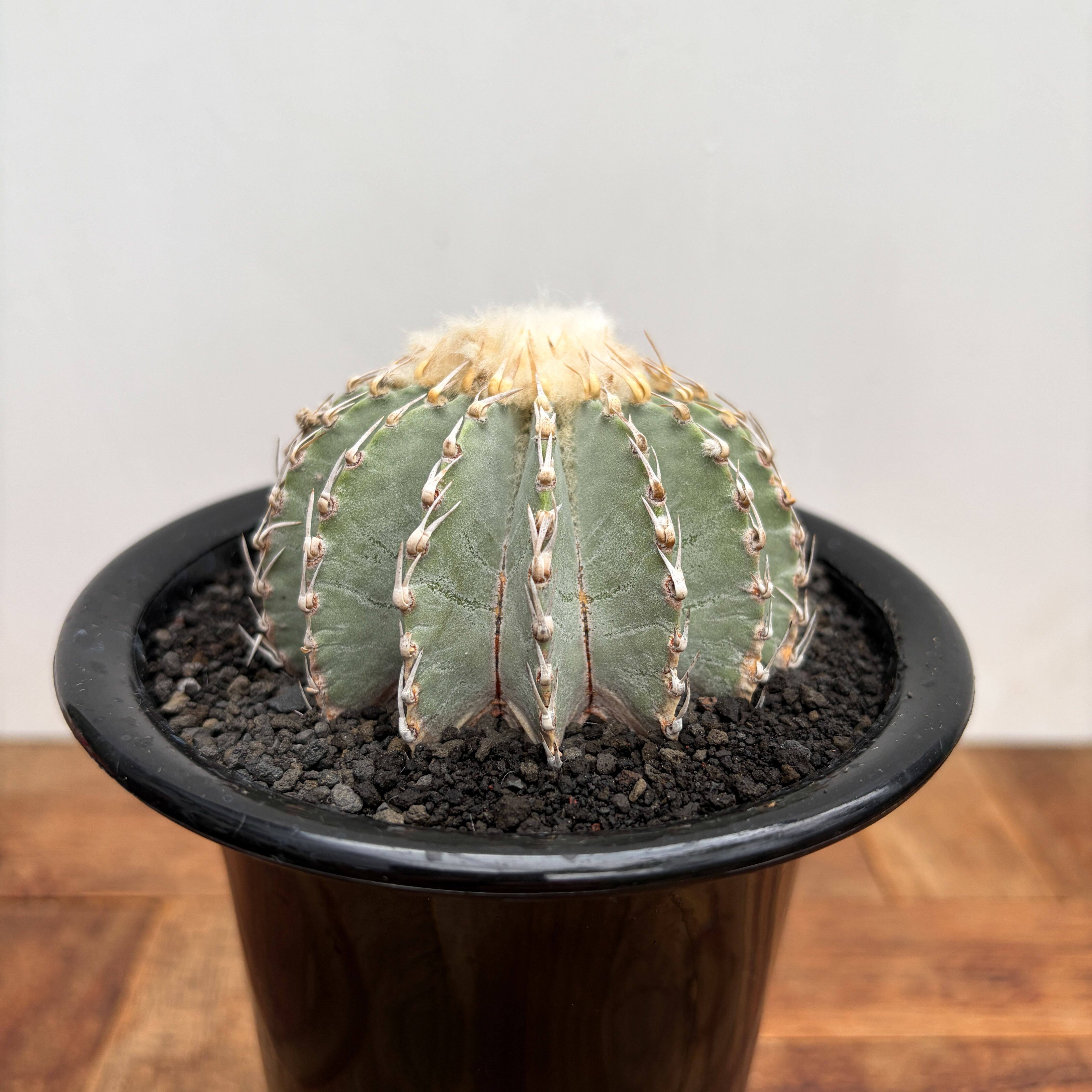 Uebelmannia pectinifera【ユーベルマニア・ペクチニフェラ・接木
