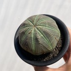 Euphorbia obesa【ユーフォルビア・オベサ・実生】