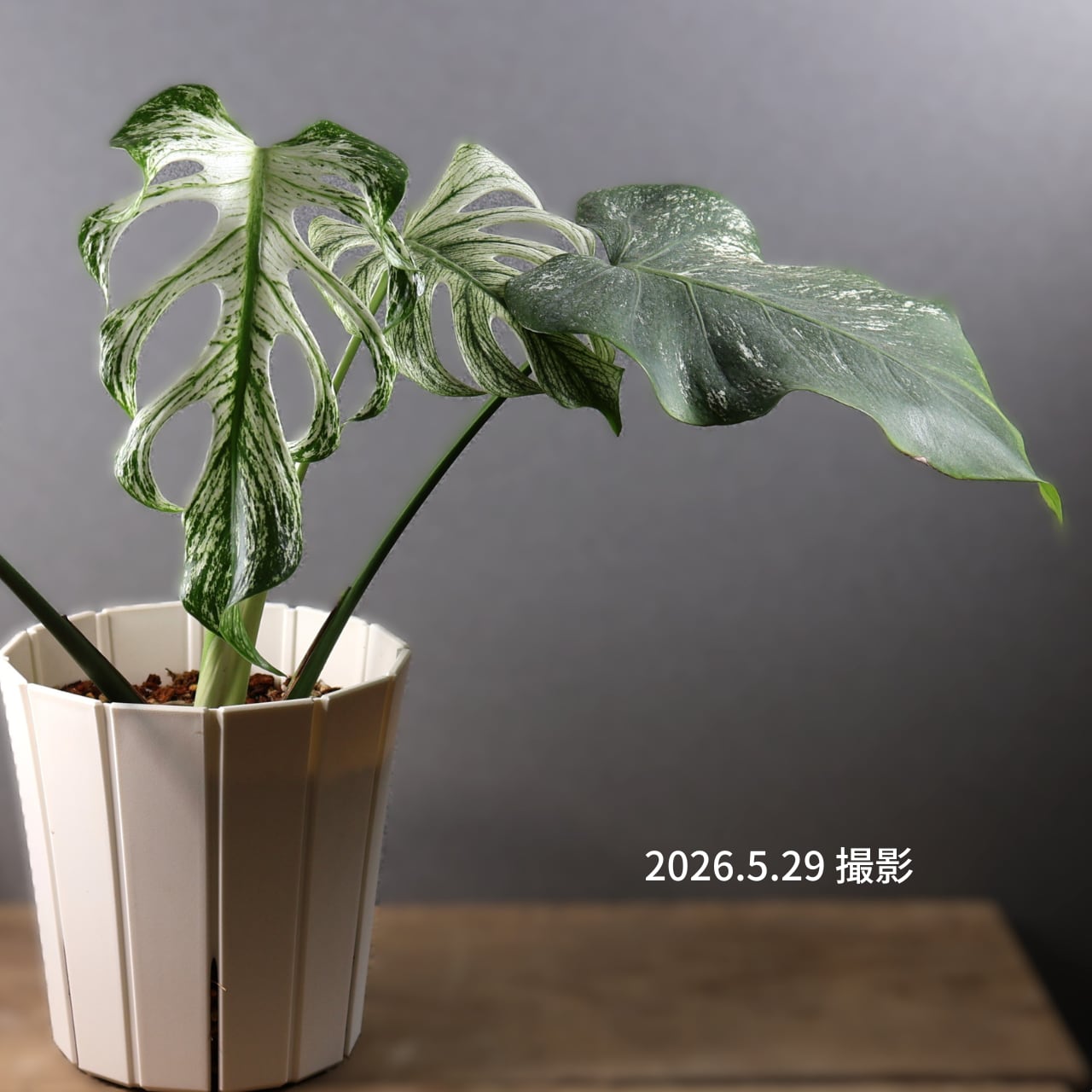Q666 品種保証【希少 コレクション】モンステラ デビルモンスター 植物