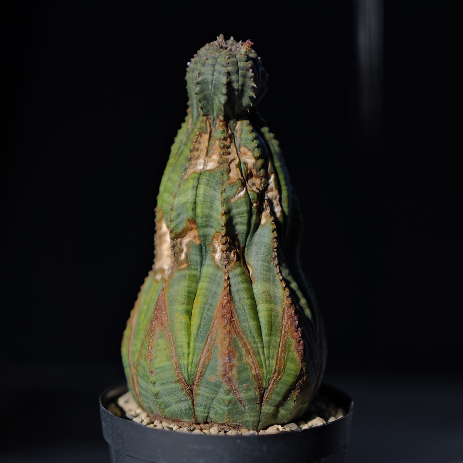 オス株 アローパターン ひょうたん型 マウンテン ラギット オベサ / ユーフォルビア